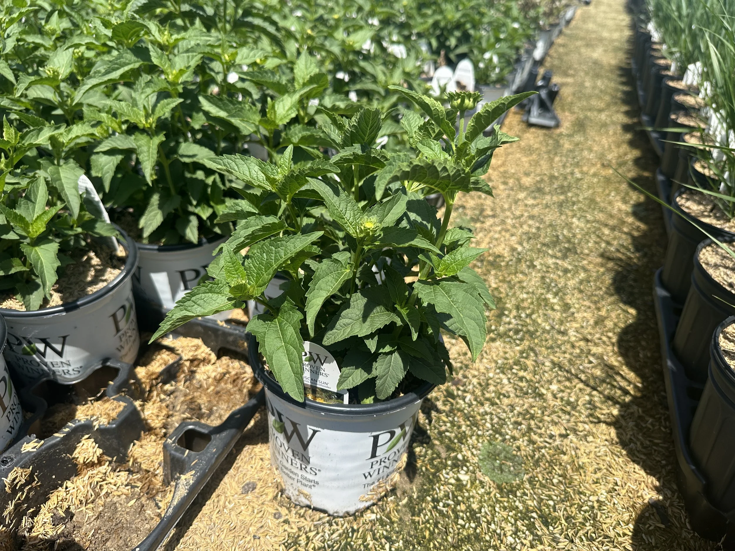 Heliopsis helianthoides 'Tuscan Sun' PP18763