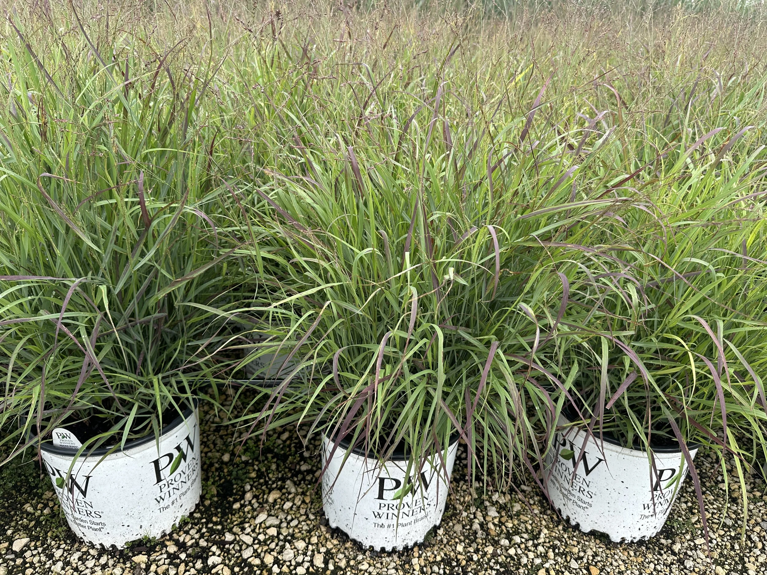 #3 Panicum Cheyenne Sky.JPG