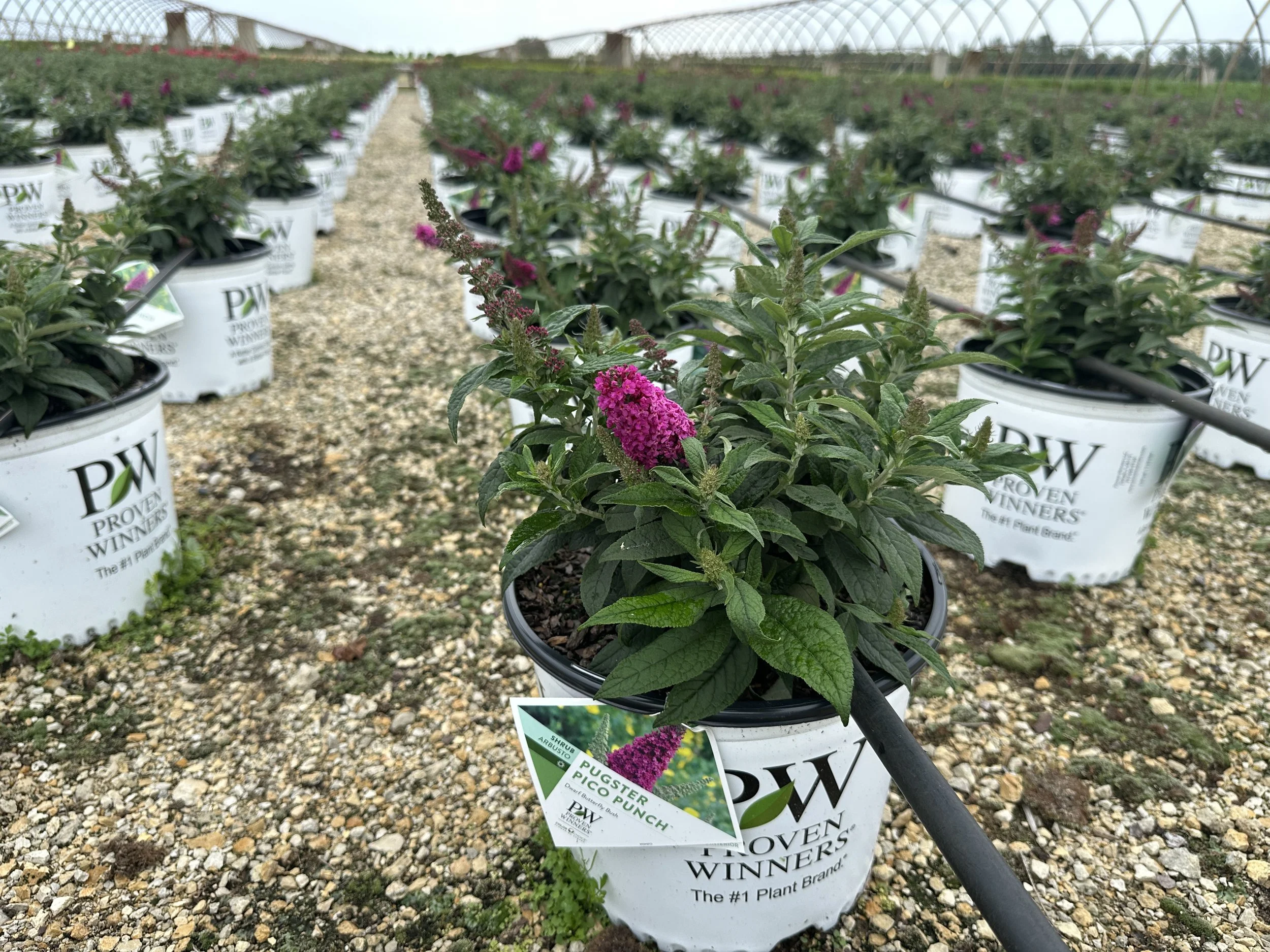 Buddleia Pugster Pico Punch™ 'SMNBDFRI' PPAF