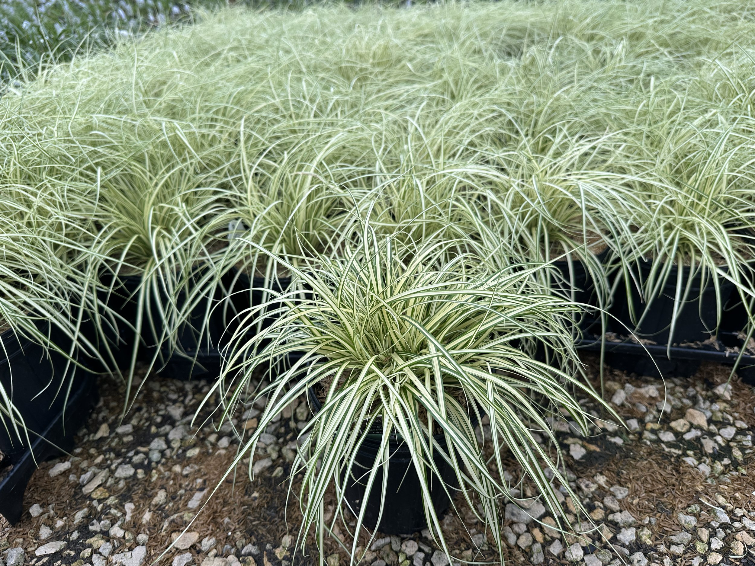Carex hachijoensis 'Evergold'