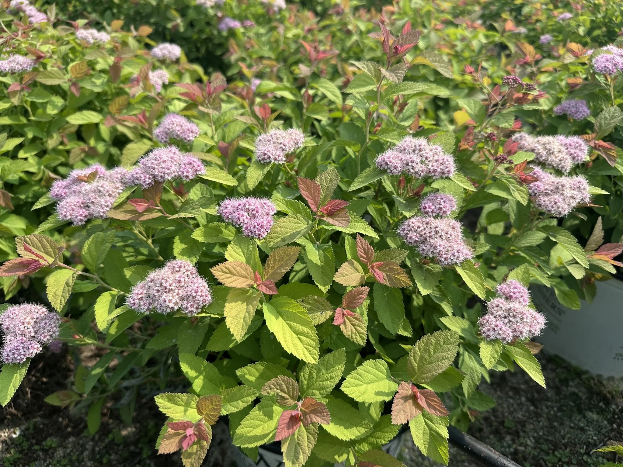 Spiraea japonica Double Play® Big Bang 'Tracy' PP21588