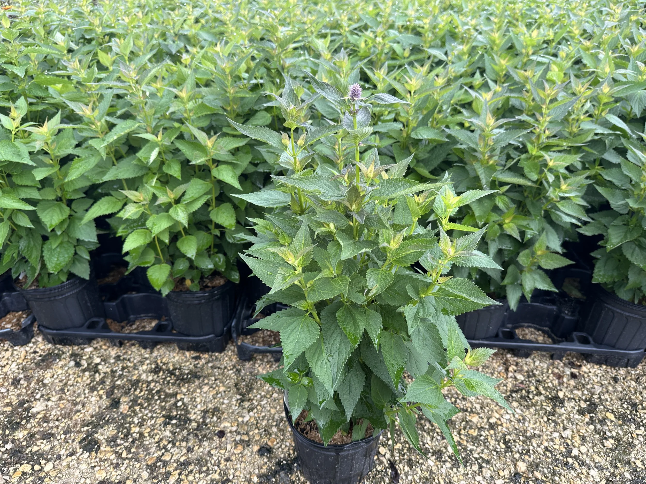 Agastache 'Blue Fortune'