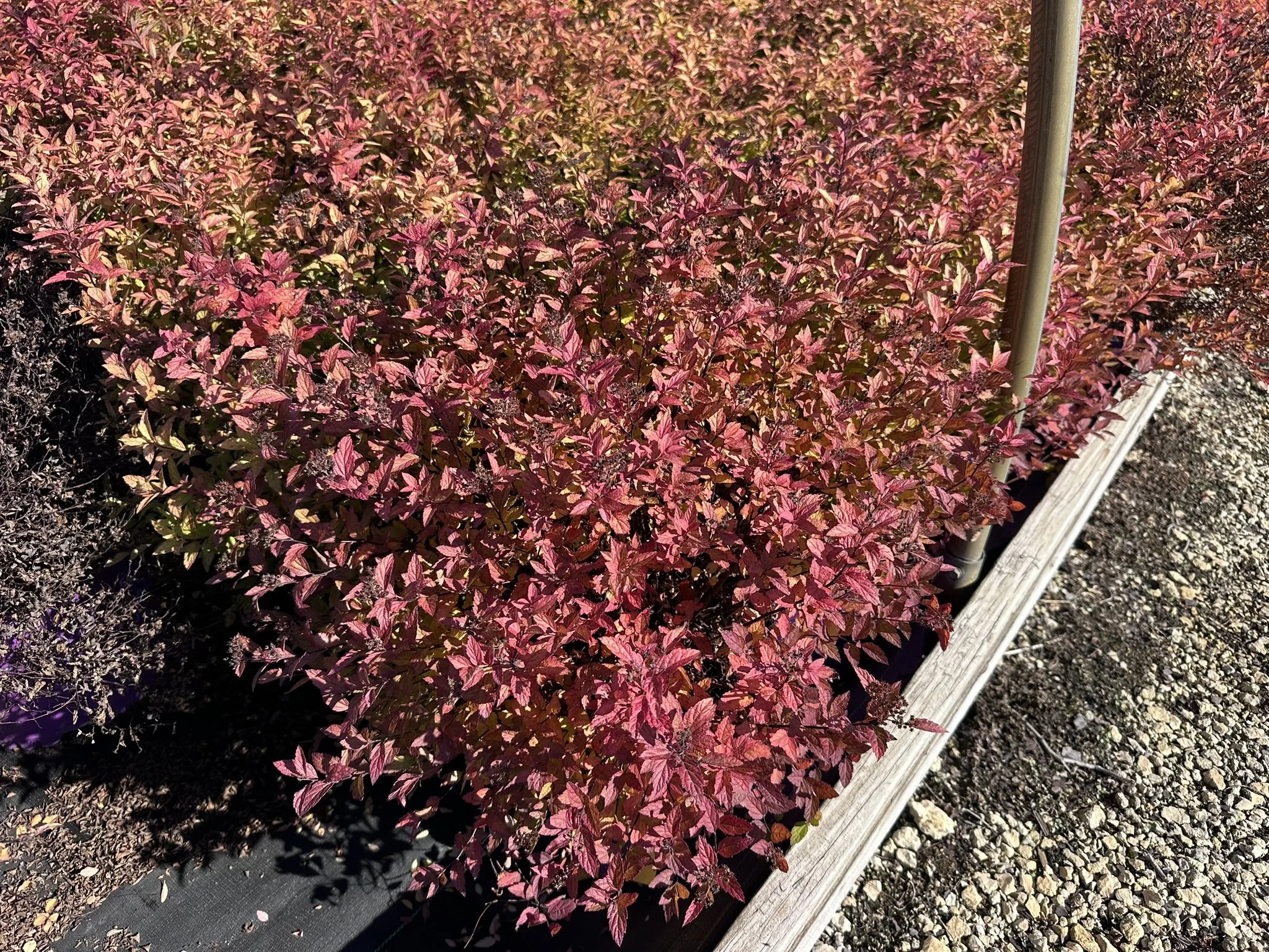 Spiraea FE Little Spark.JPEG