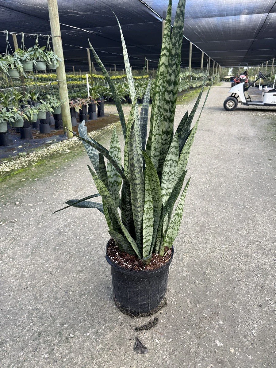 12IN Sans Zeylanica.jpg