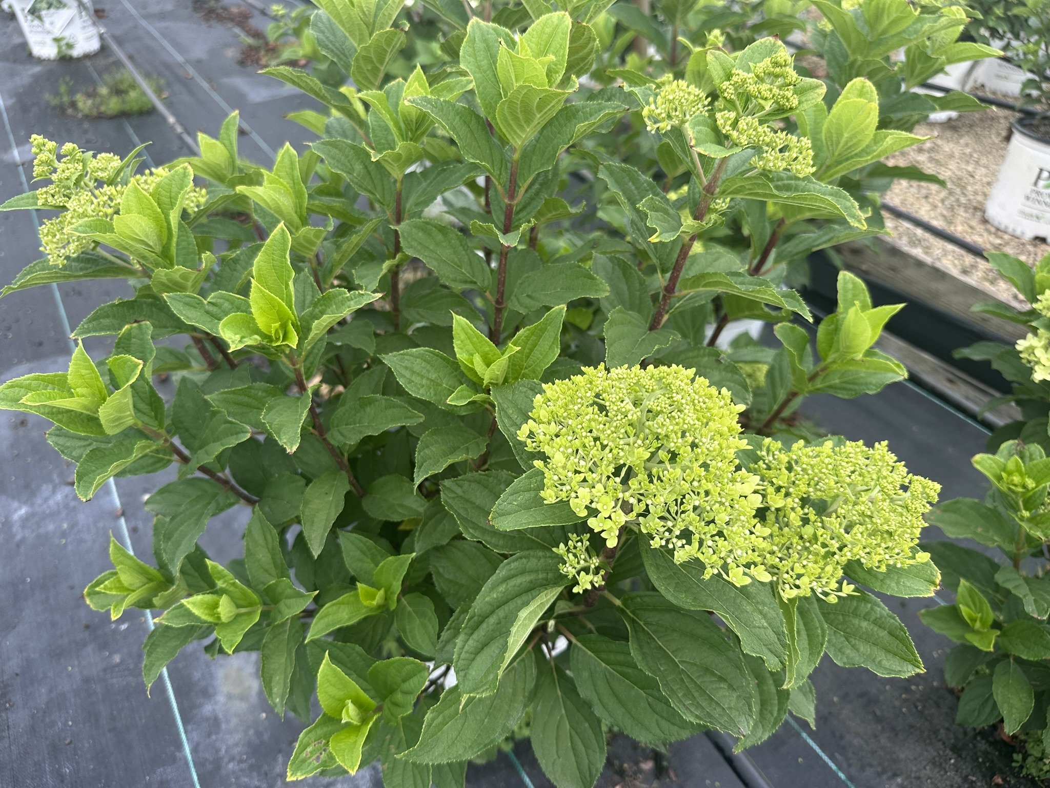 Hydrangea paniculata Limelight Prime® 'SMNHPPH' PP32511