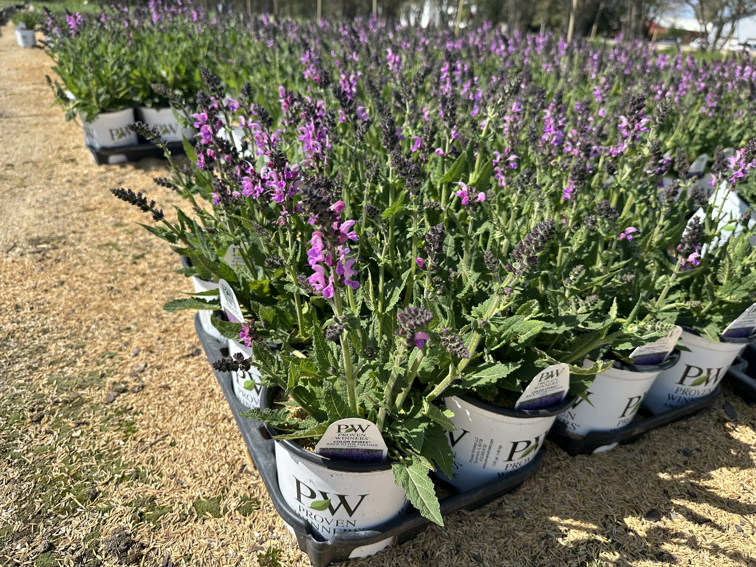 Salvia Color Spires® 'Back to the Fuchsia' PP32920