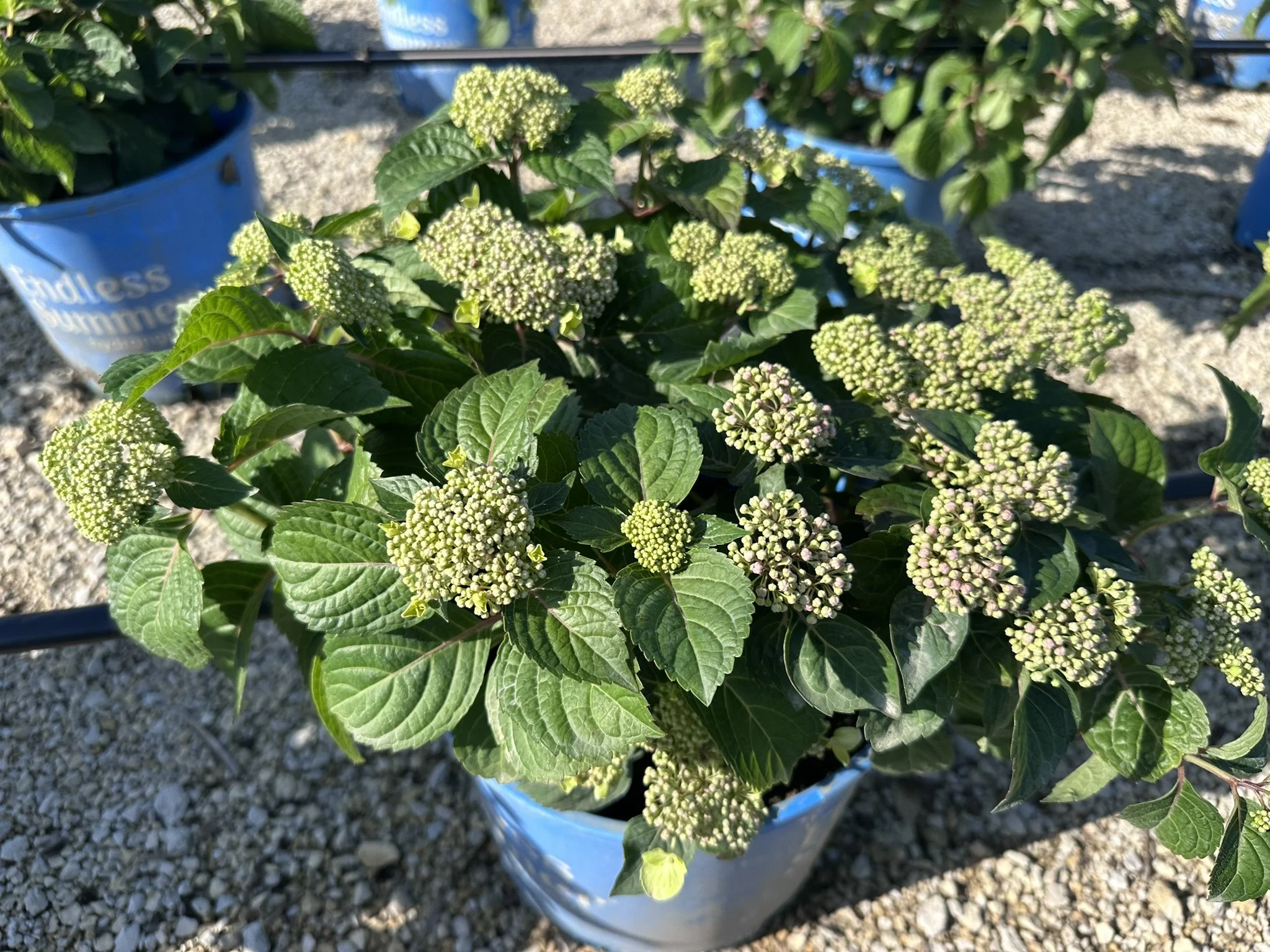 Hydrangea macrophylla Pop Star® 'BAILMACSIX' PP33703