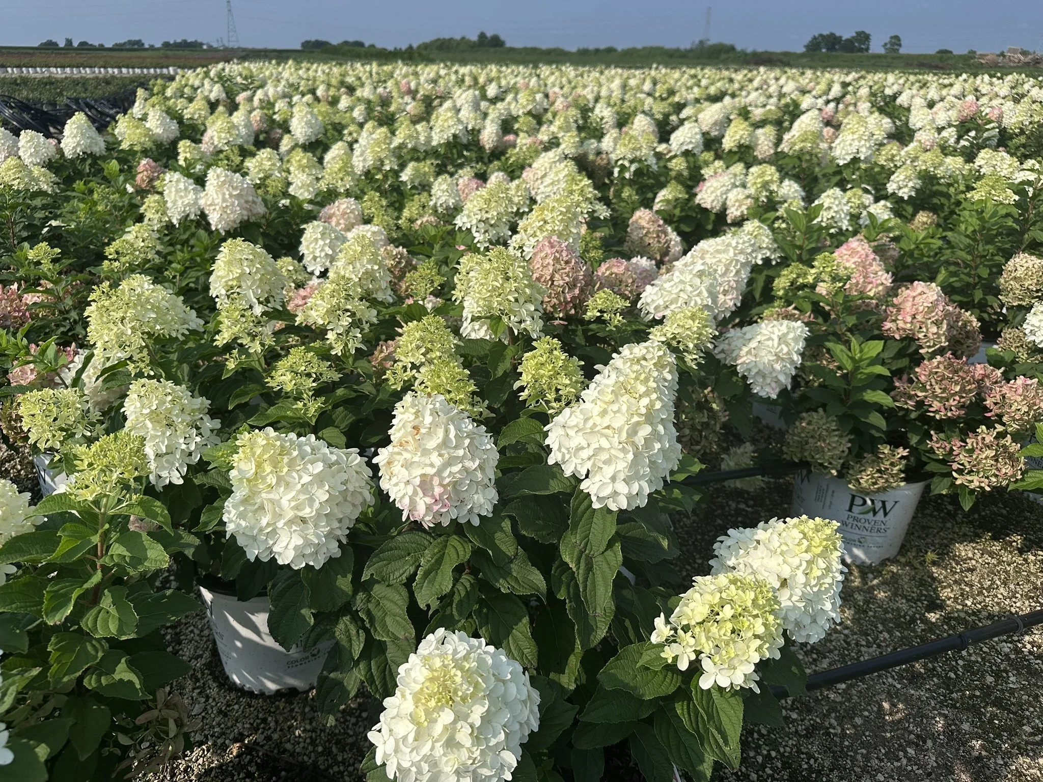 Hydrangea paniculata Quick Fire Fab® 'SMNHPM' PP32513