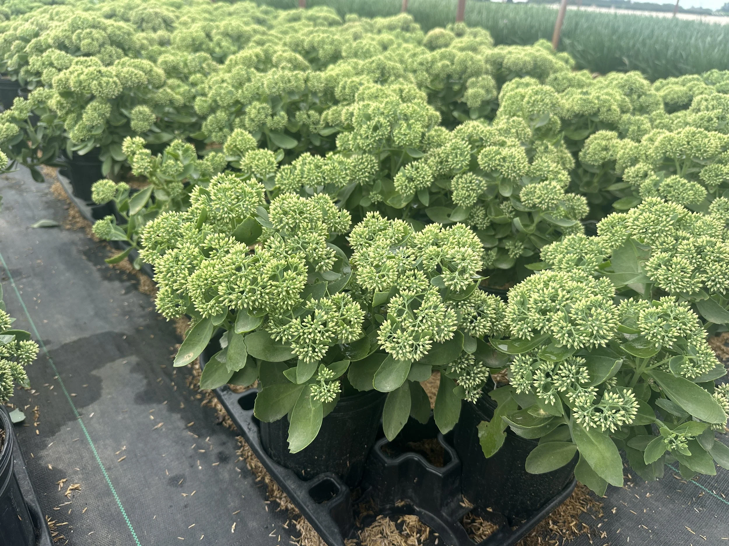 Sedum 'Autumn Fire'