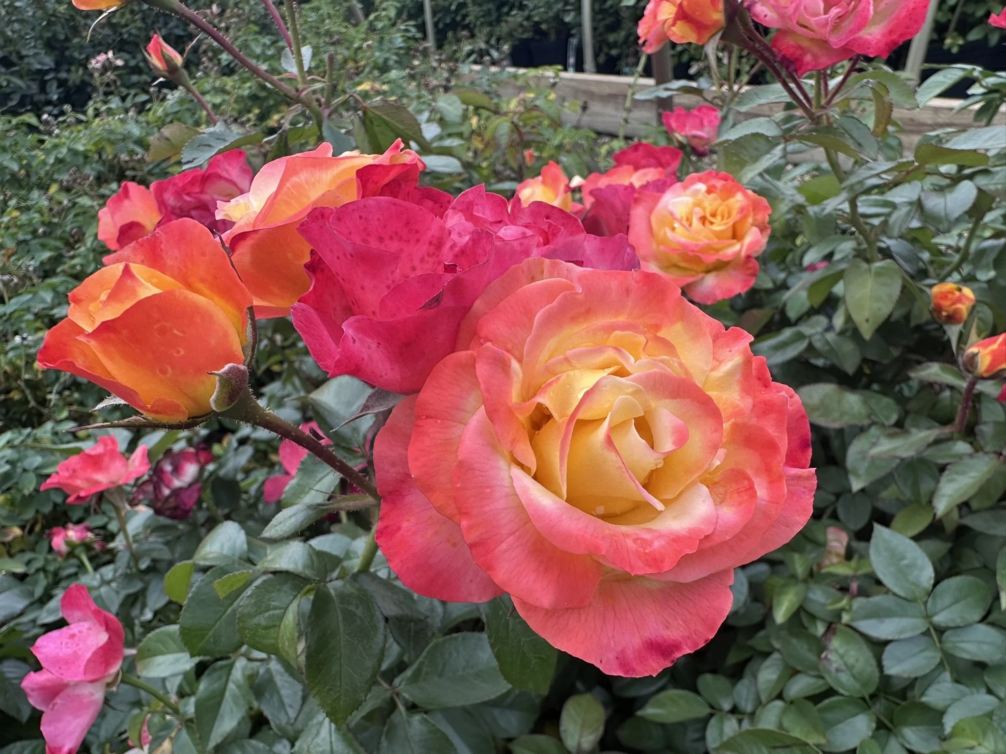 Rosa Oso Easy En Fuego® 'Chewizard' PPAF