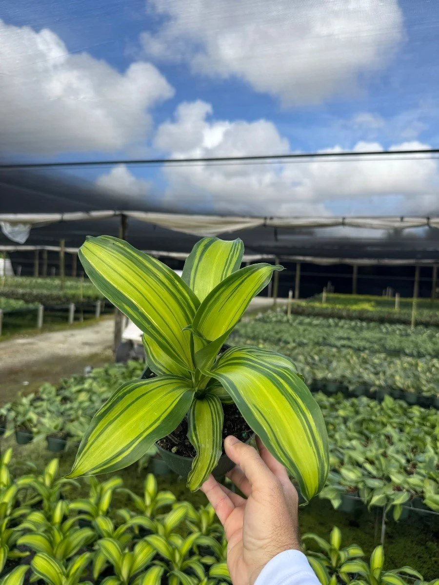 Dracaena fragrans 'Marley'
