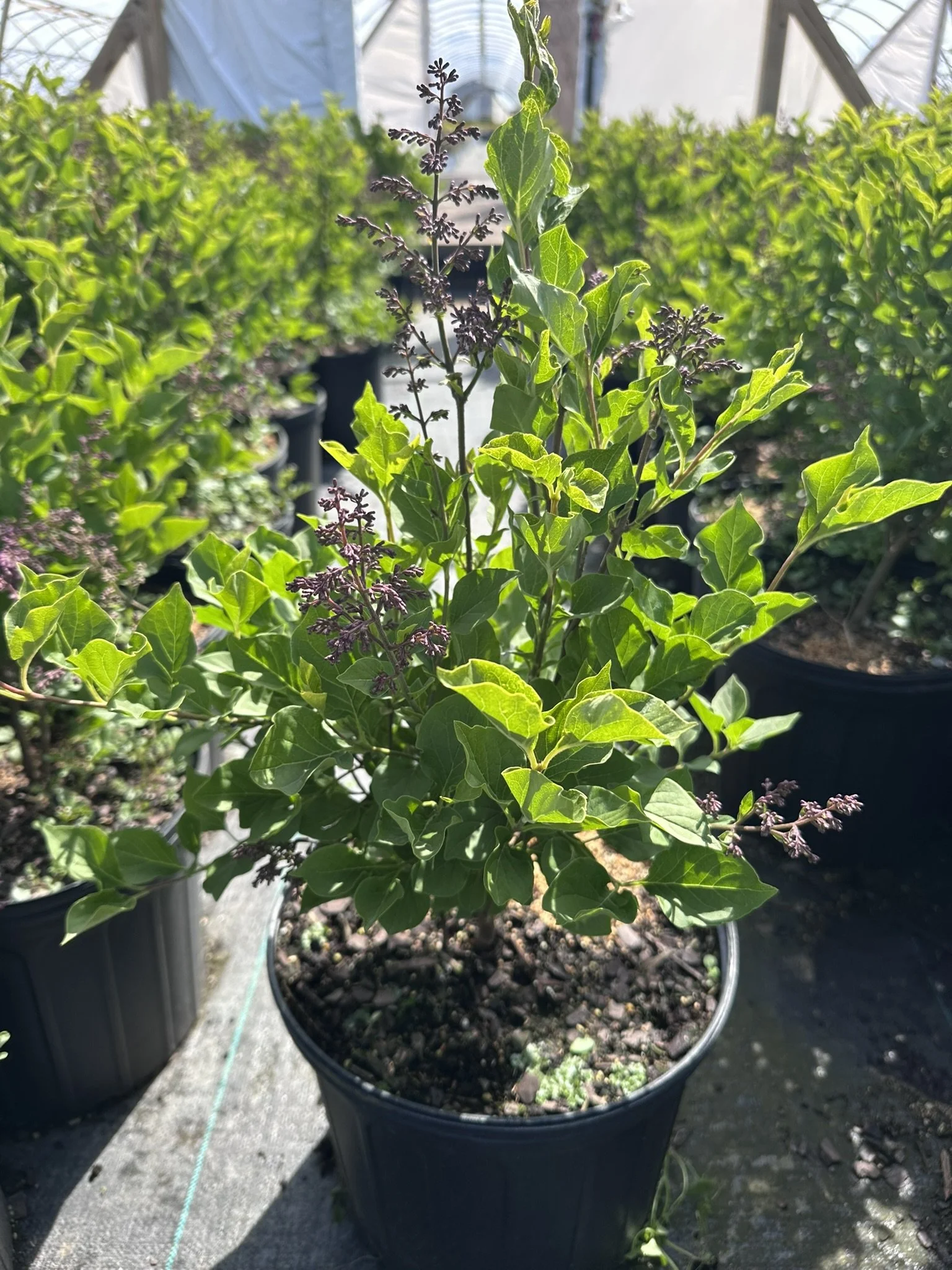 Syringa patula Violet Uprising™ 'J.N. Upright Select' PP28959