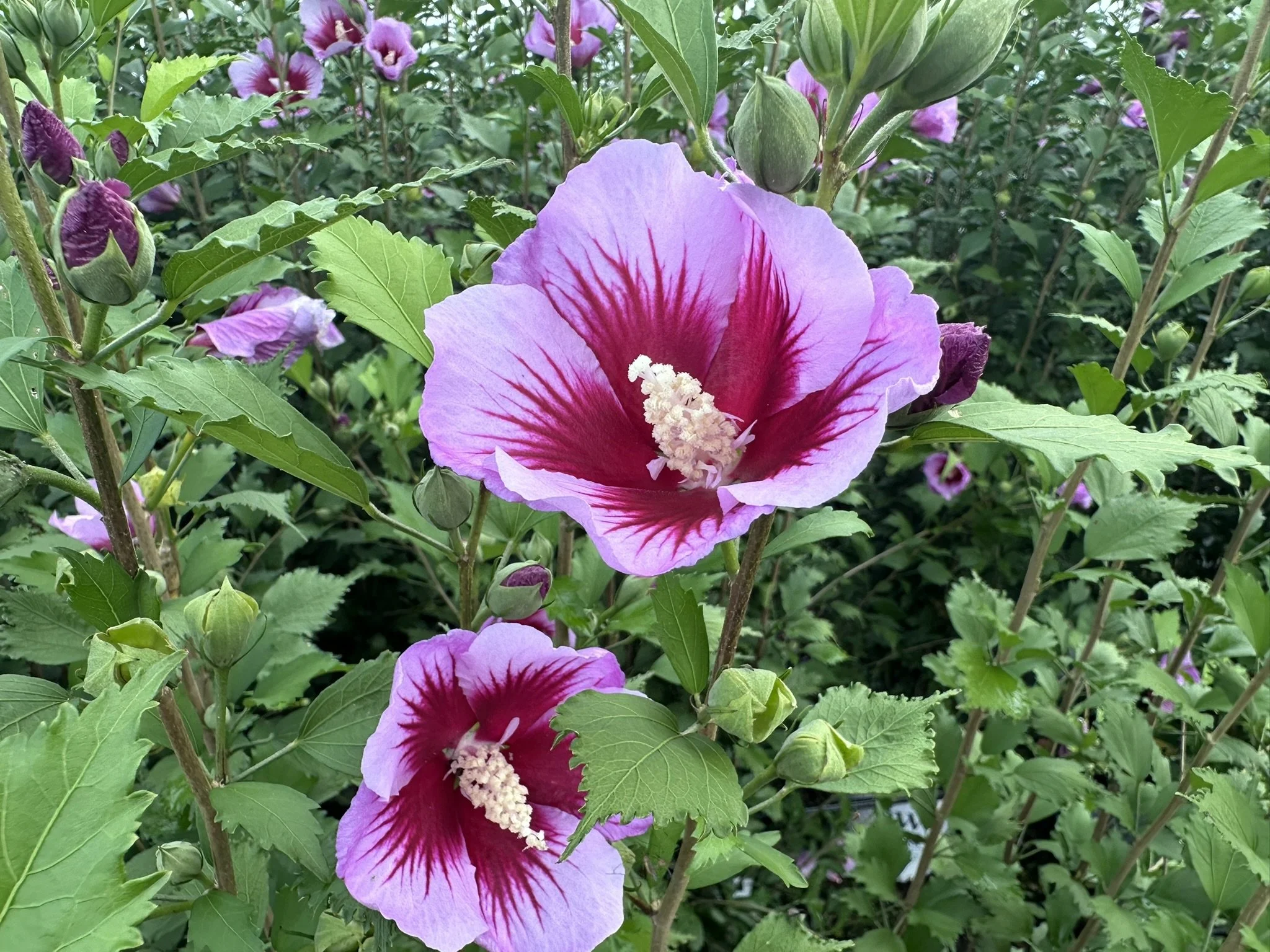 Hibiscus syriacus Purple Pillar® 'Gandini Santiago' PP25568