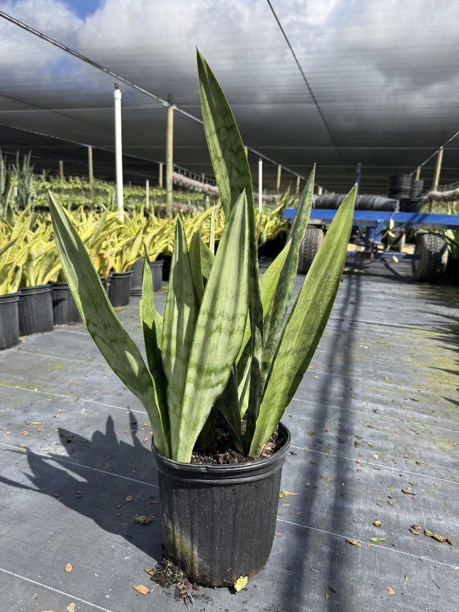 Sansevieria zeylanica