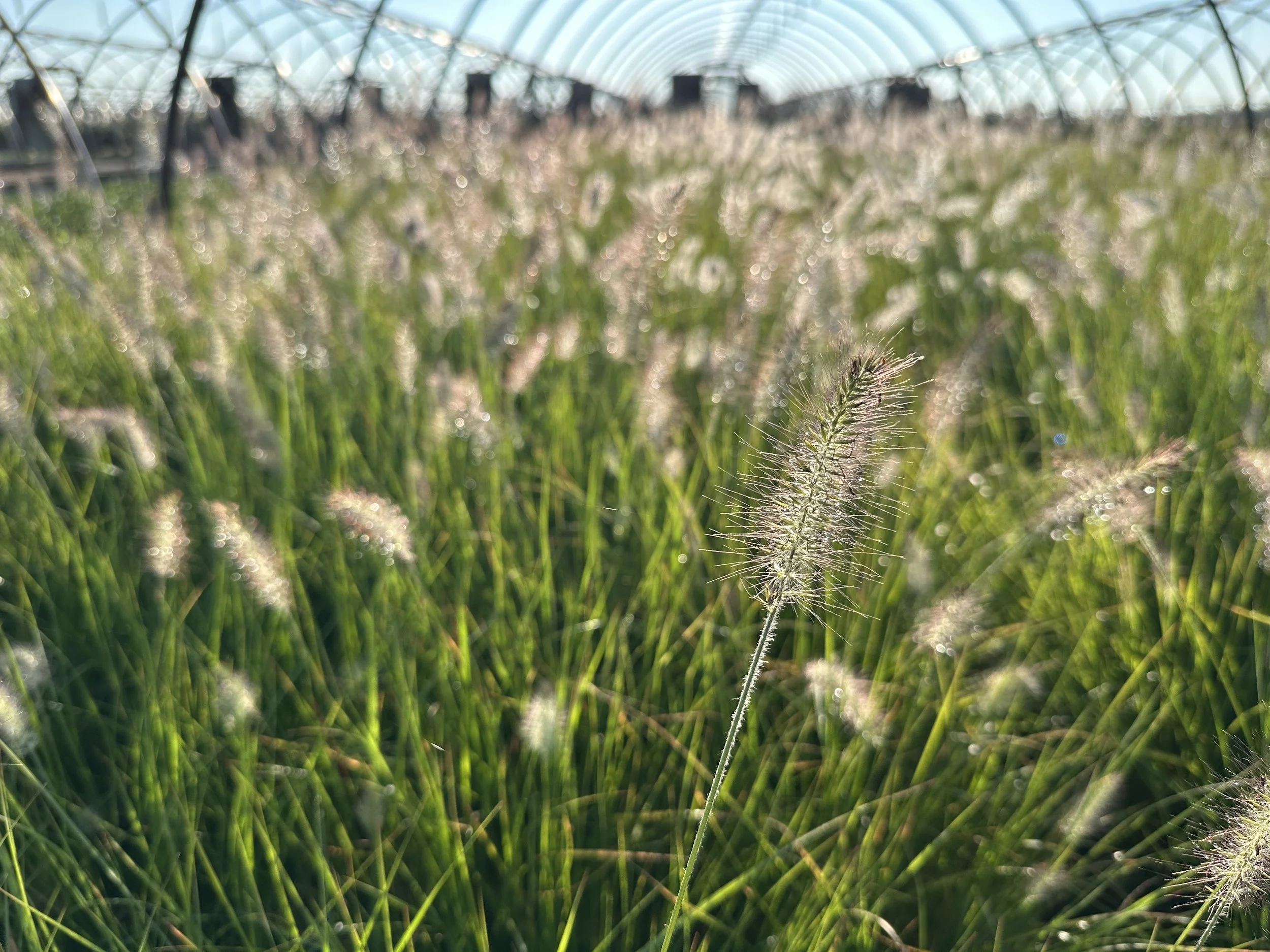 Pennisetum alopecuroides 'Hameln'