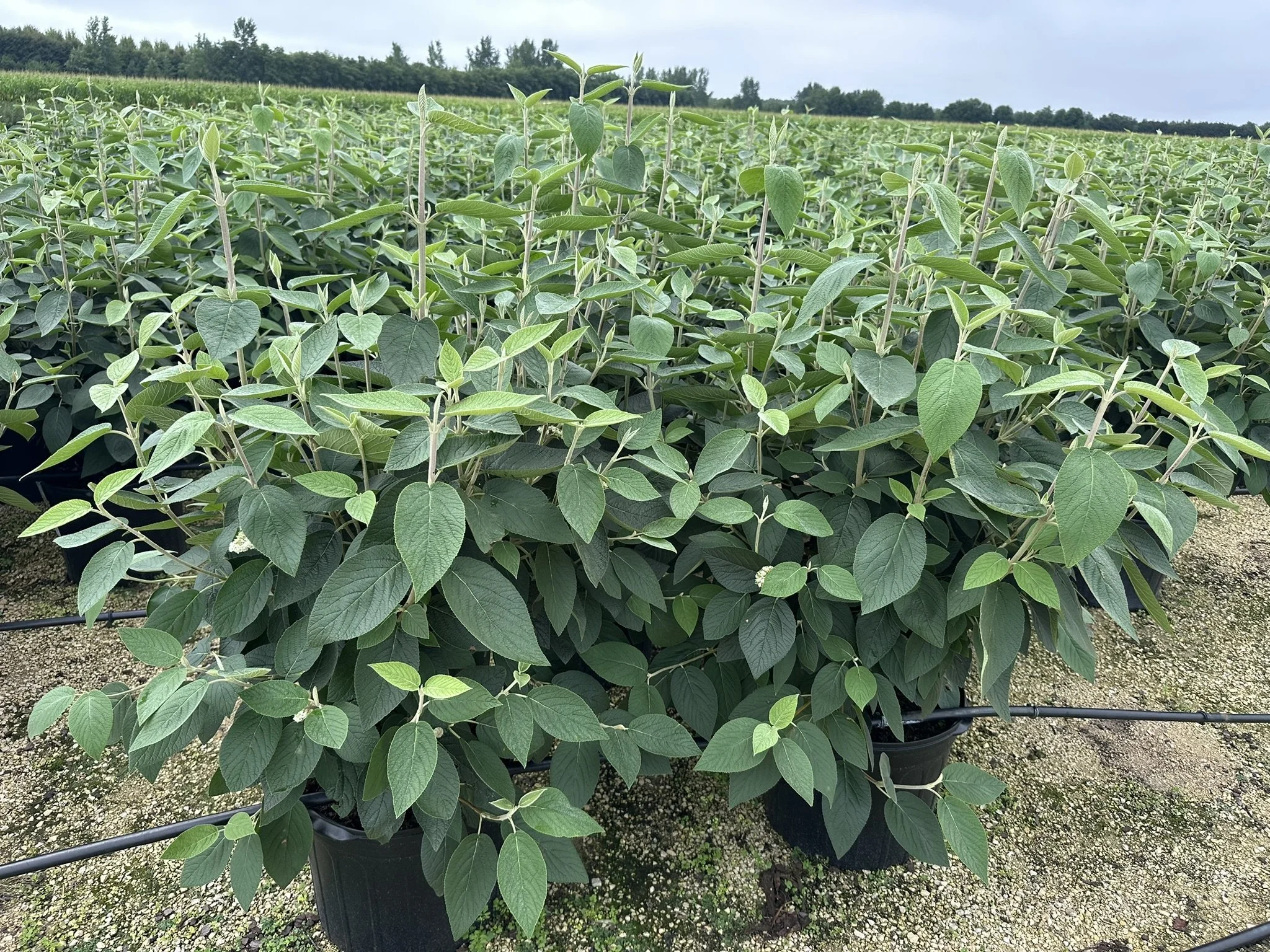 Viburnum lantana 'Mohican'