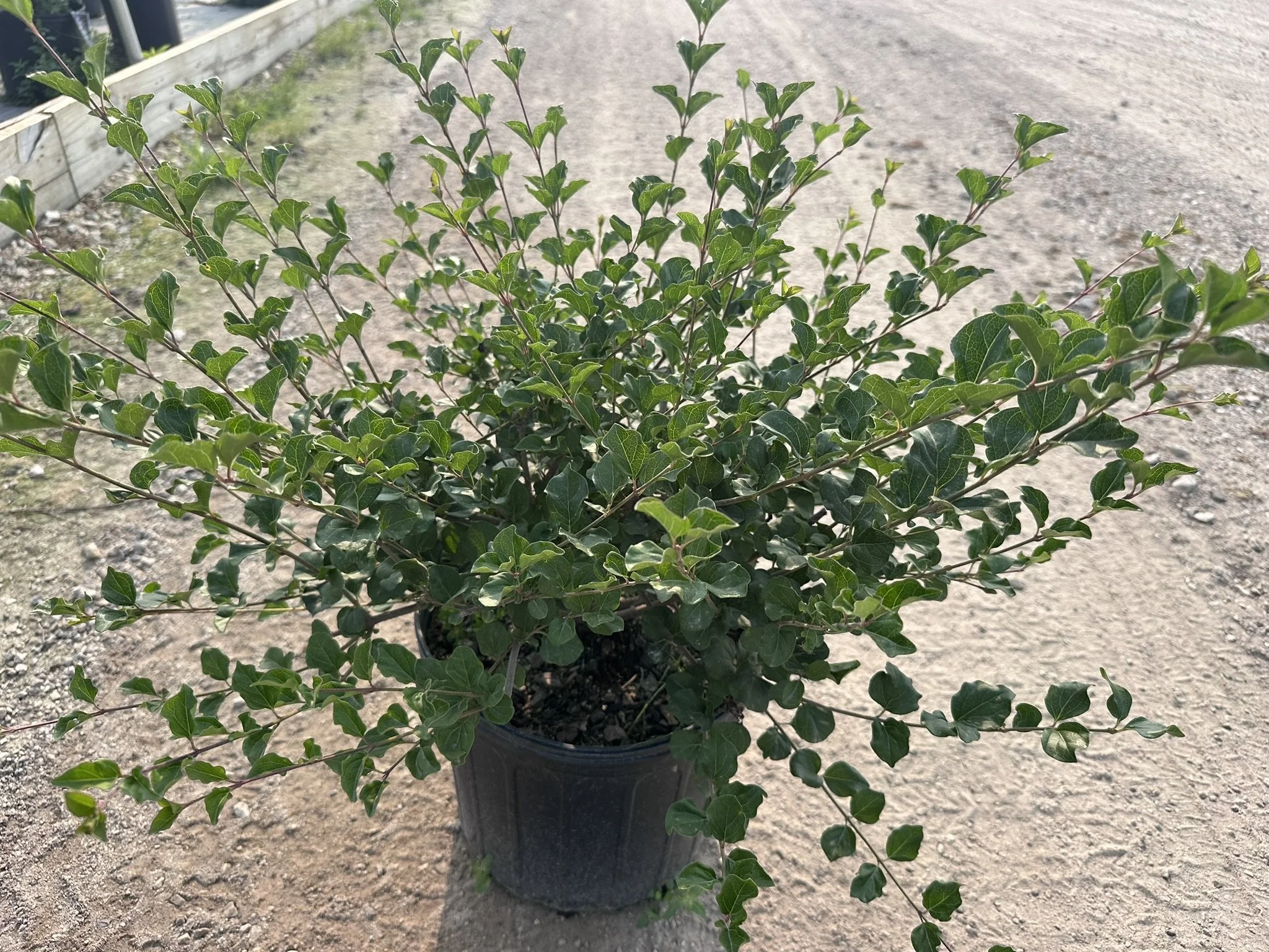 Syringa Palibin #3 18''w.JPEG