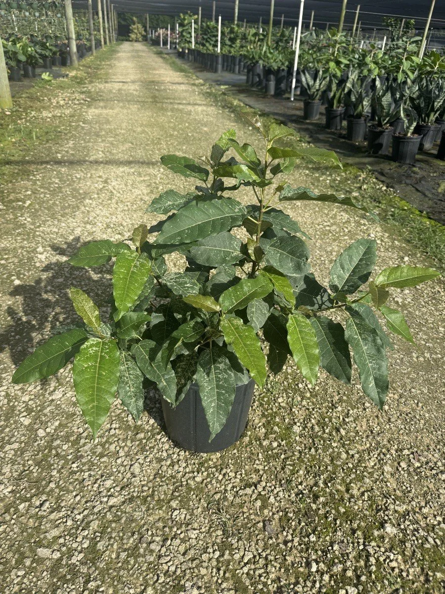 Ficus aspera 'Clown Fig'