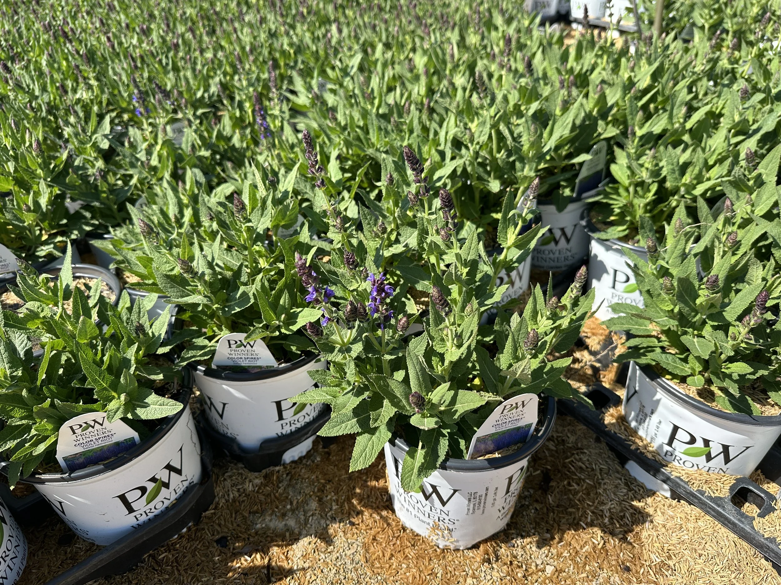 Salvia Color Spires® 'Violet Riot' PP26273
