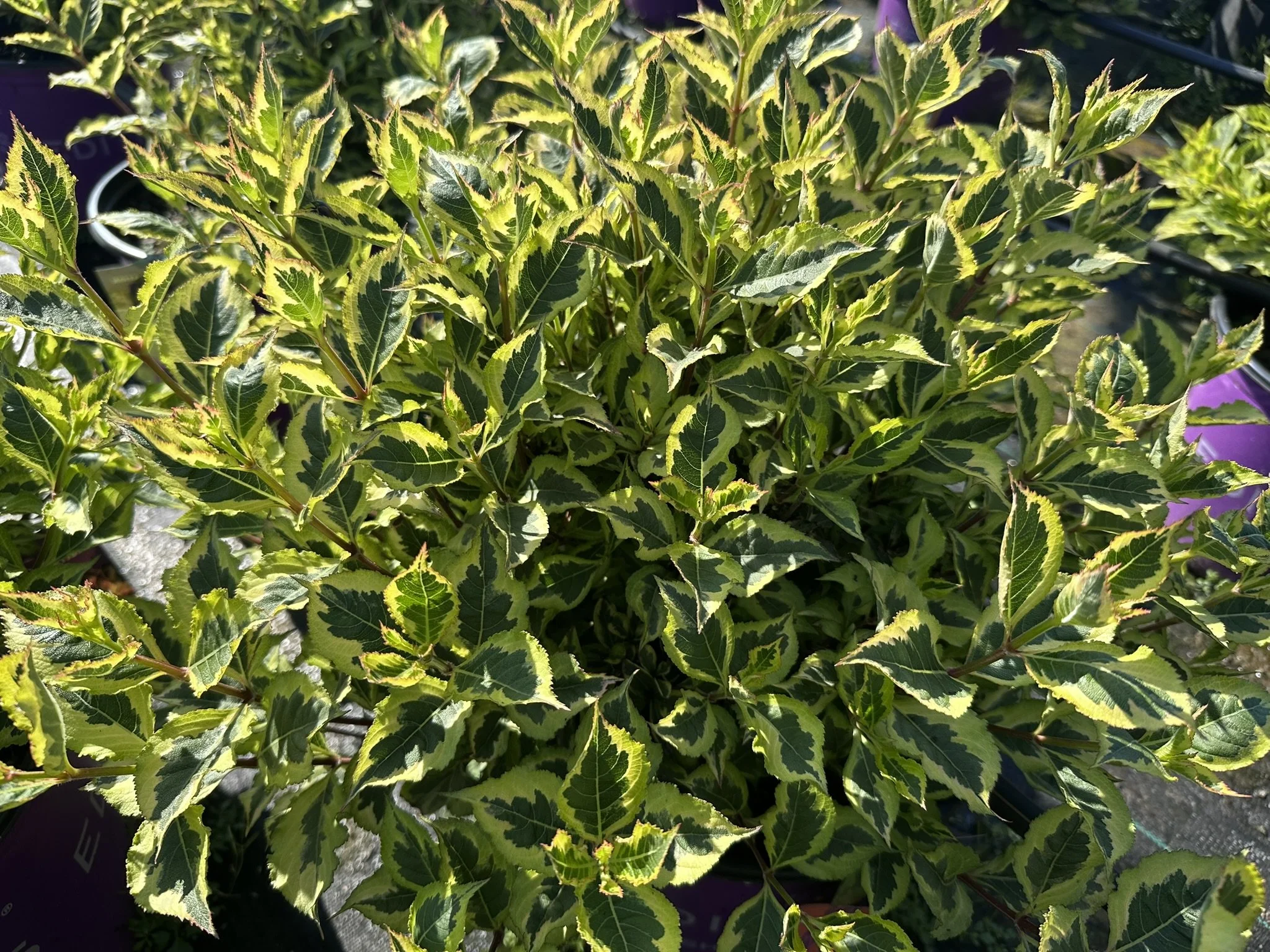 Weigela florida Rainbow Sensation™ 'Kolmagira' PP20384