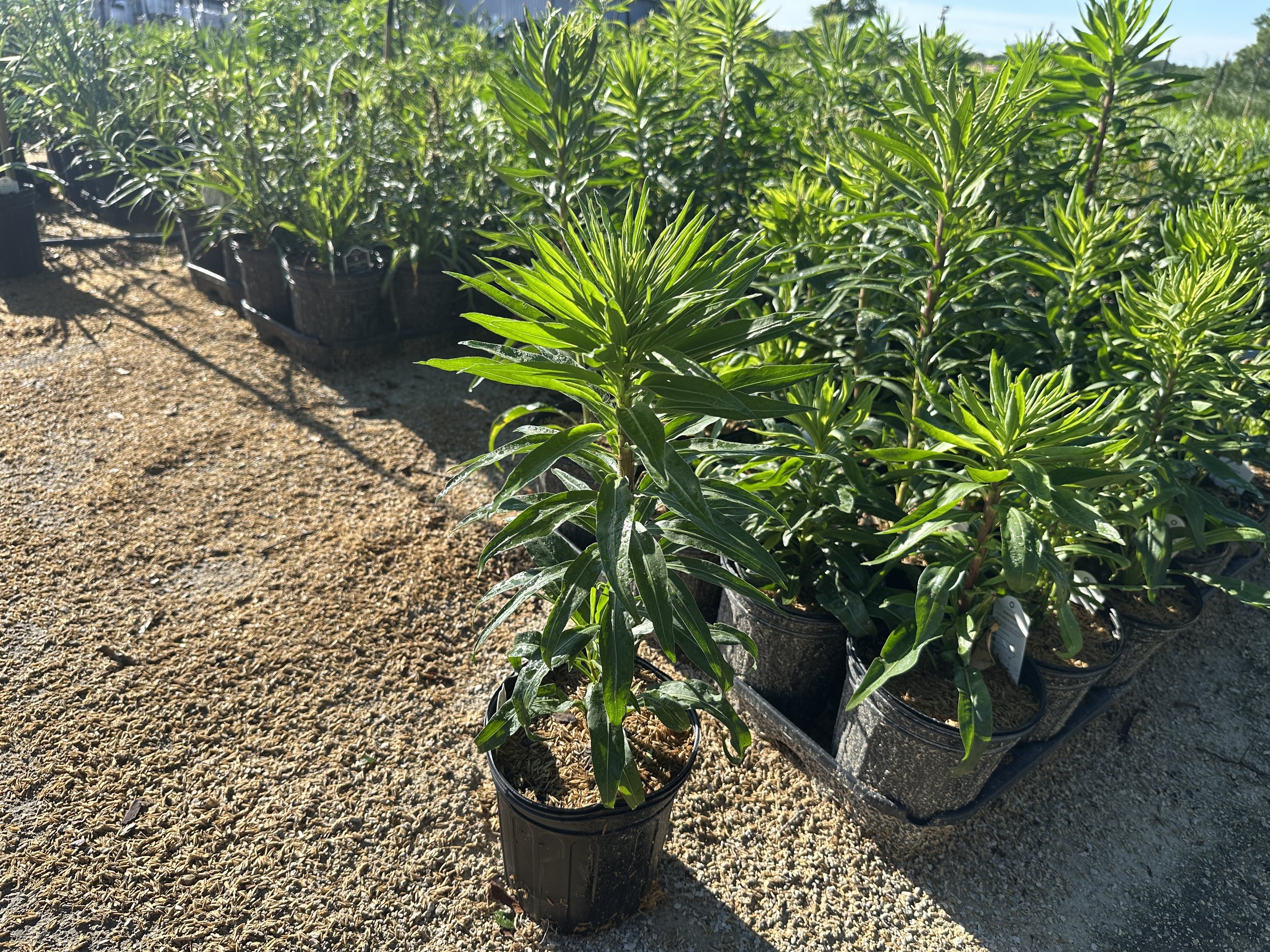 Liatris scariosa var. nieuwlandii.JPG