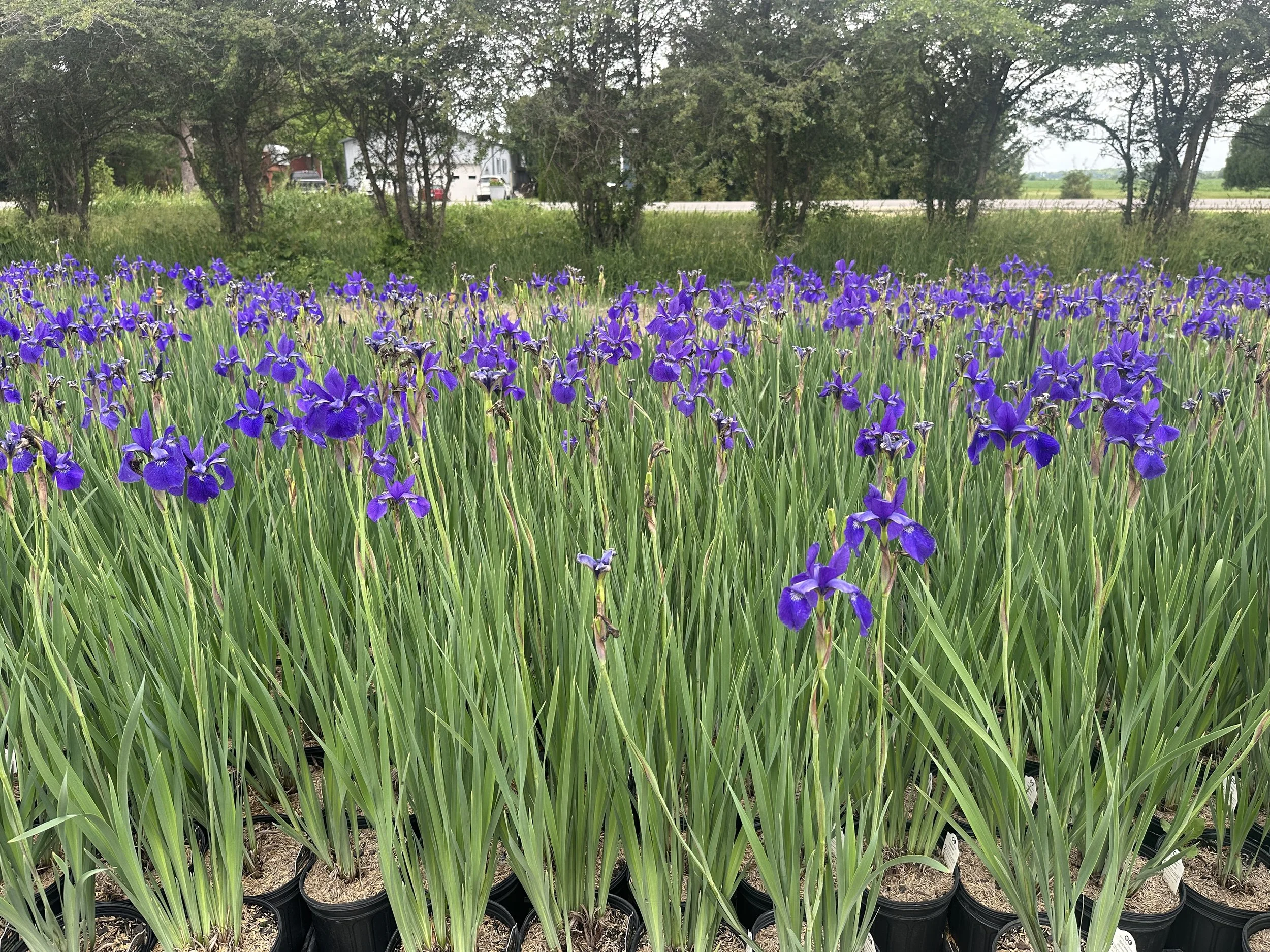 Iris sibirica 'Caesar's Brother'