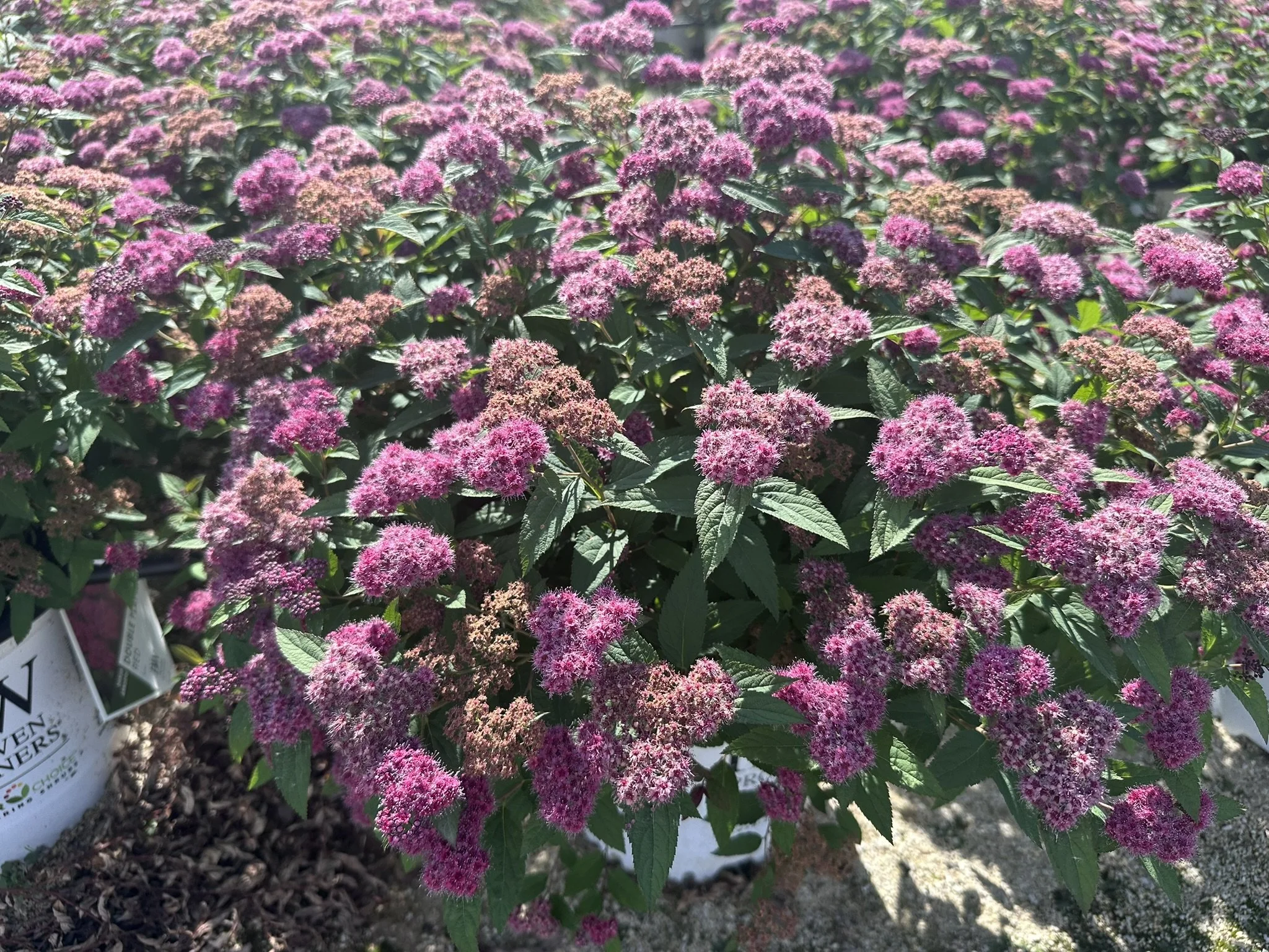 Spiraea japonica Double Play® Red 'SMNSJMFR' PP26993