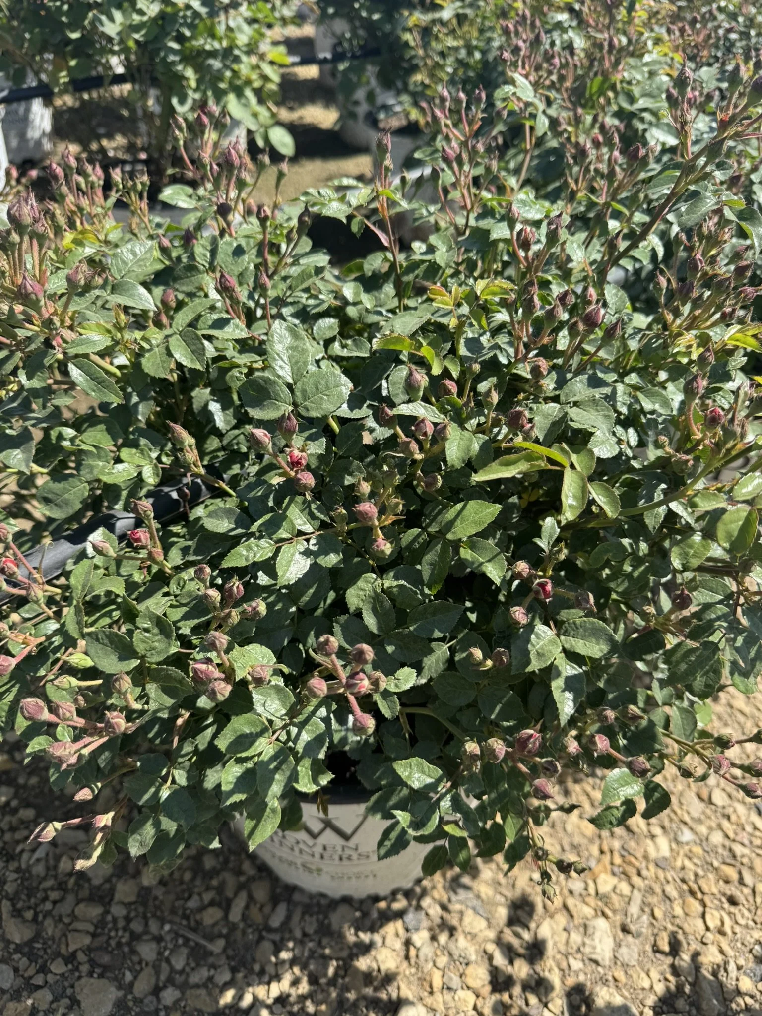 Rosa Oso Easy Double Pink® 'MEIRIFTDAY' 30912