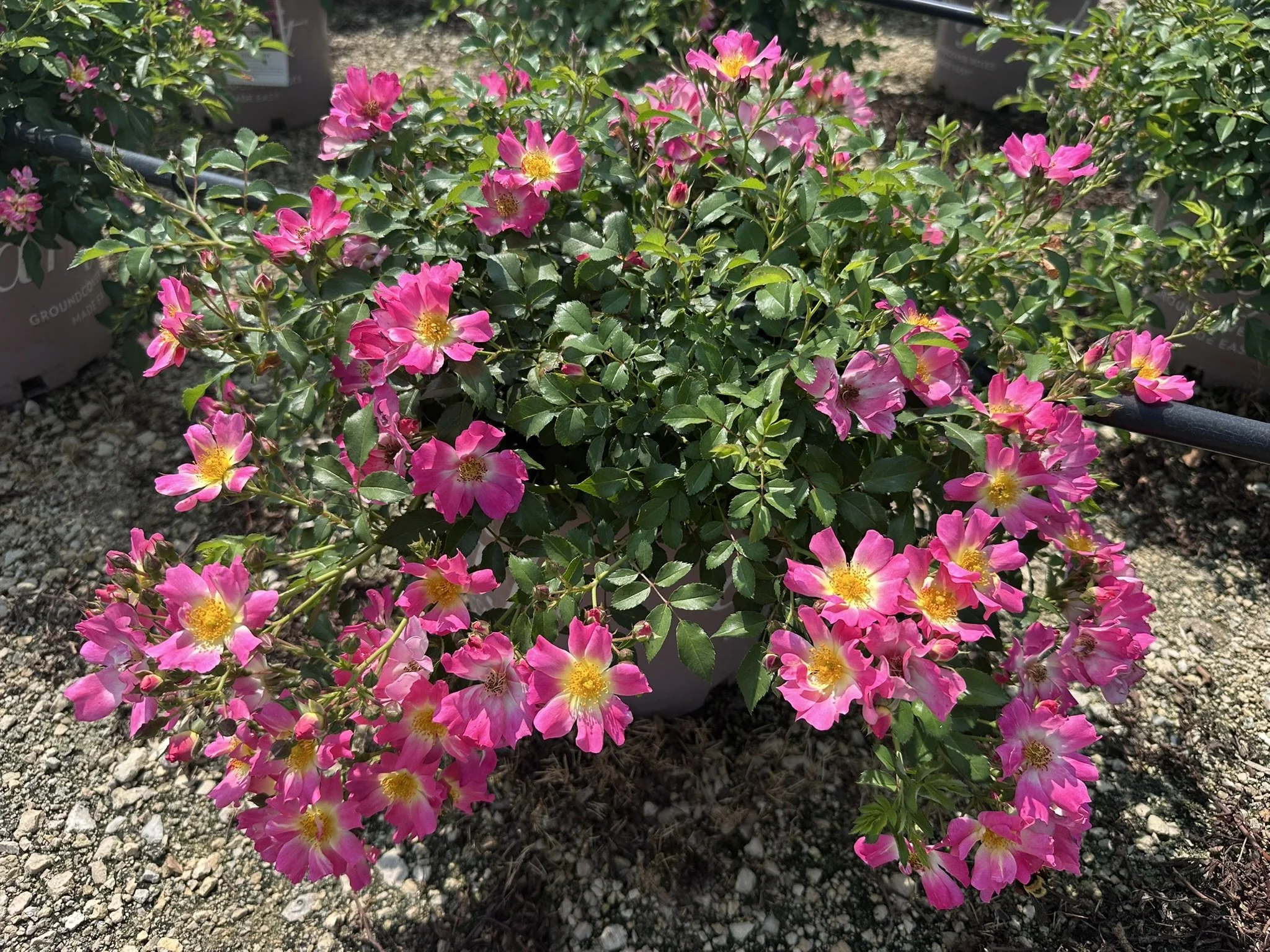 Rosa Pink Drift® 'Meijocos' PP18874