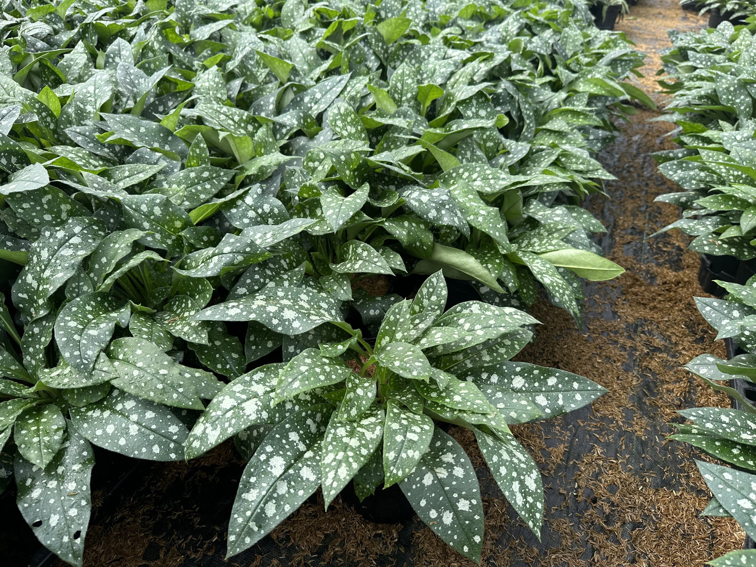 Pulmonaria 'Trevi Fountain' PP13047