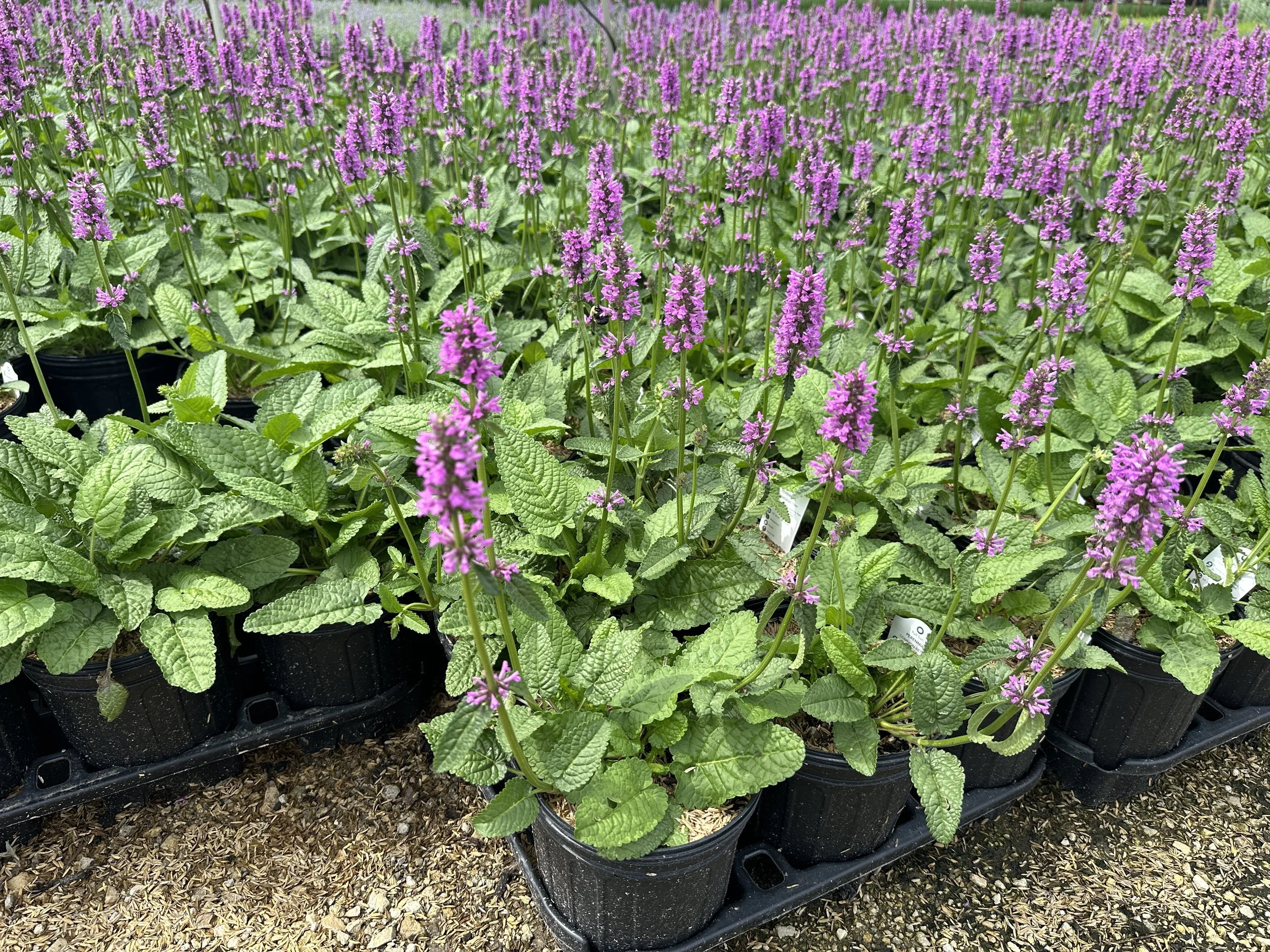 Stachys Hummelo.JPG