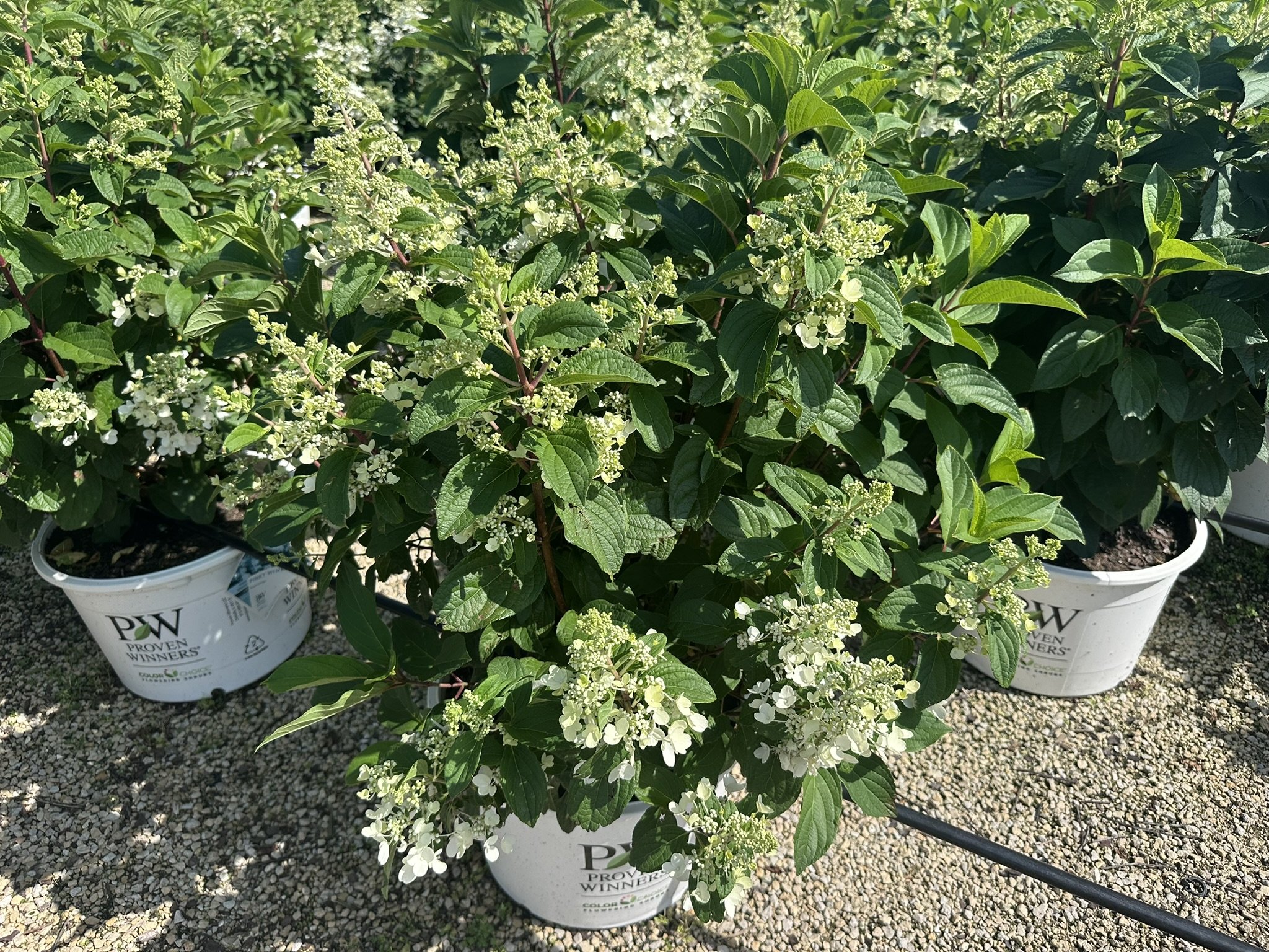 Hydrangea paniculata Pinky Winky® 'DVPPinky' PP16166