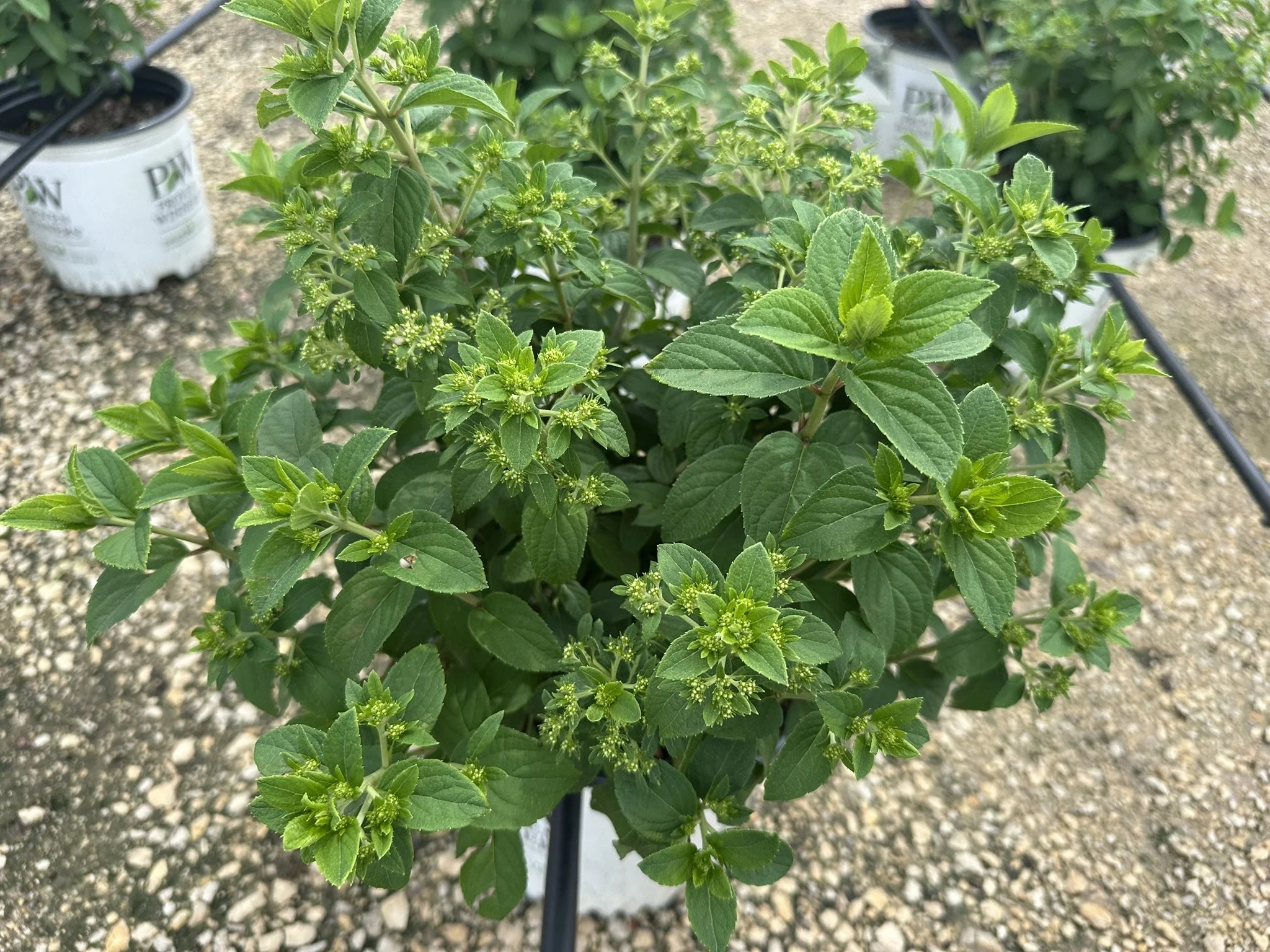Hydrangea paniculata Bobo® 'ILVOBO' PP22782