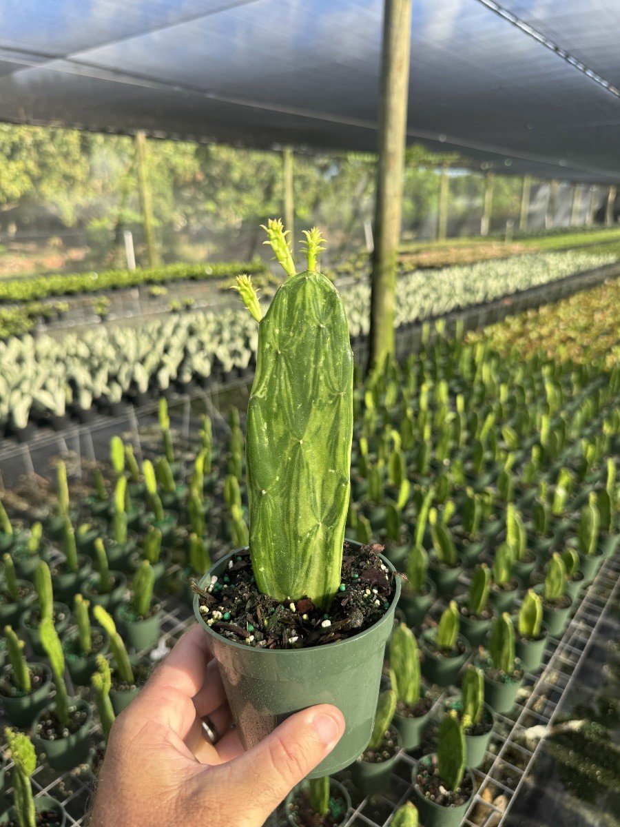 Cactus Prickly Pear Green Variegated