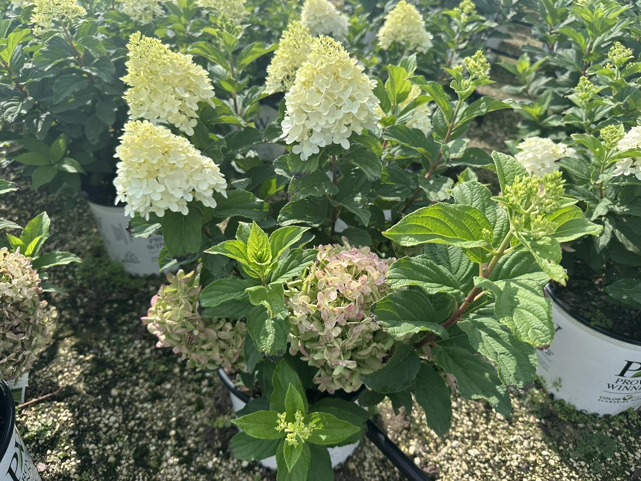 Hydrangea paniculata Quick Fire Fab® 'SMNHPM' PP32513