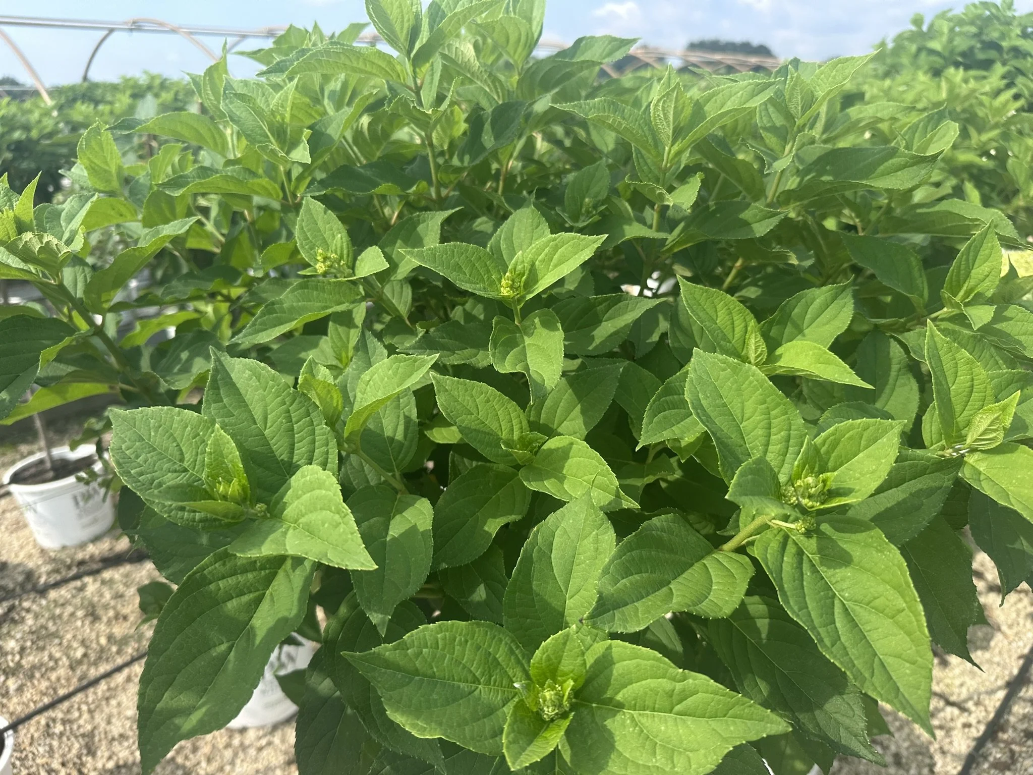 Hydrangea pan. 'Limelight' (Tree Form) PP12874