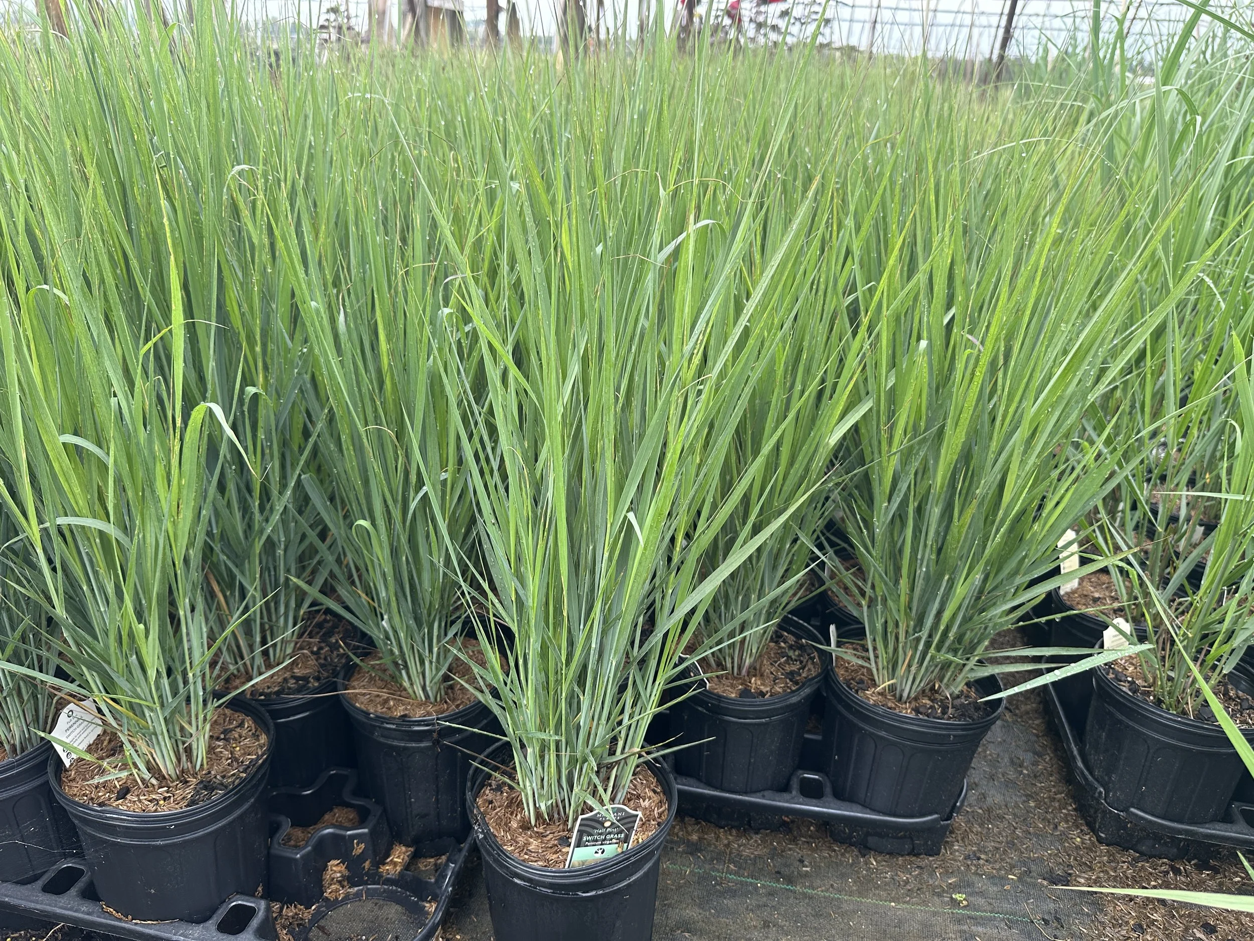 Panicum Half Pint.JPG