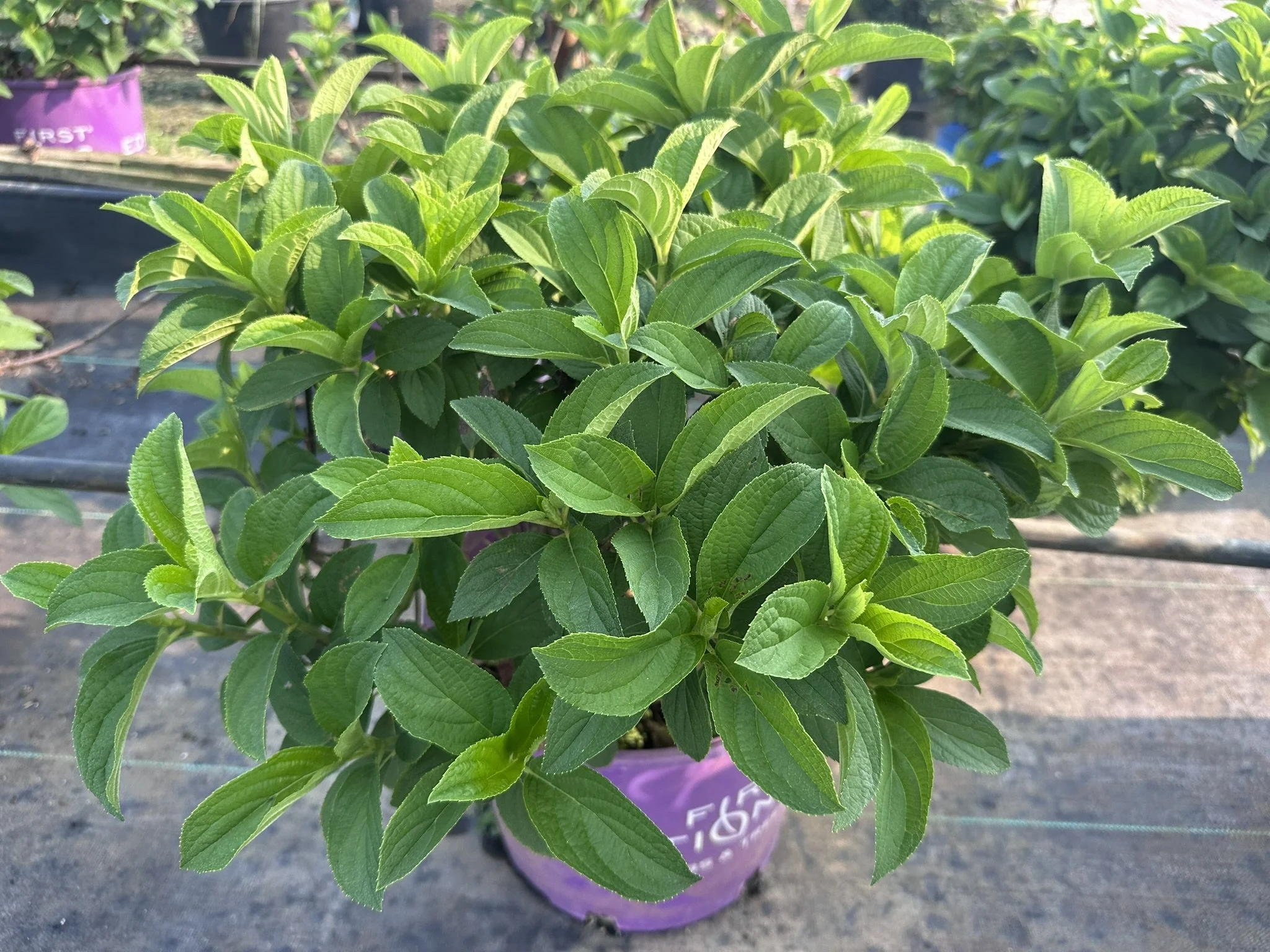 Hydrangea paniculata Little Hottie® 'Bailpanone' PP32549