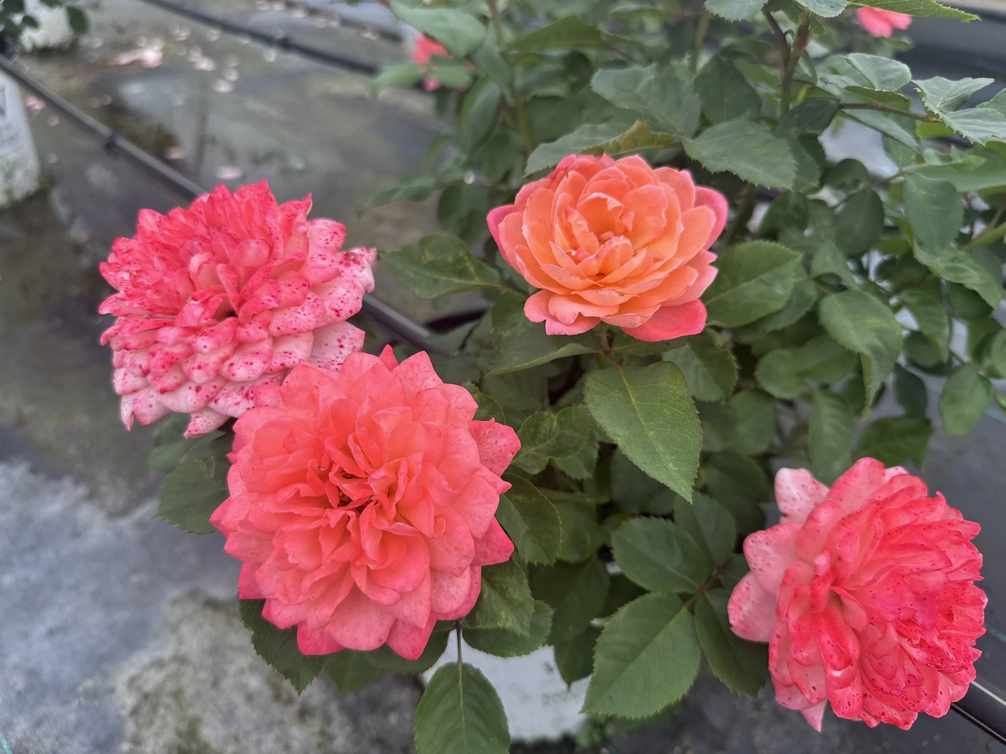 Rosa Reminiscent® Coral 'BOZFRA221' PP34963