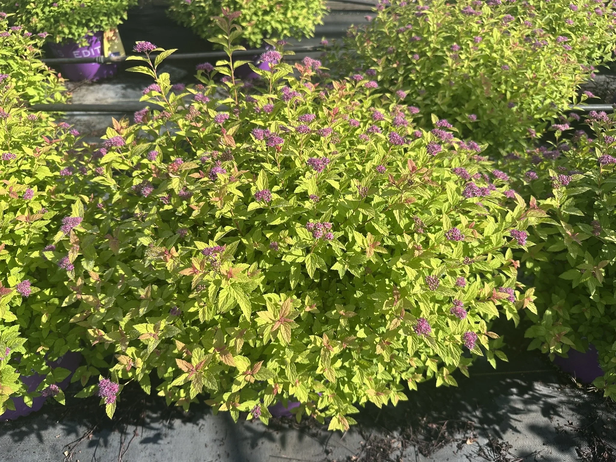 Spiraea japonica Little Spark® 'Minspil04' PP30819