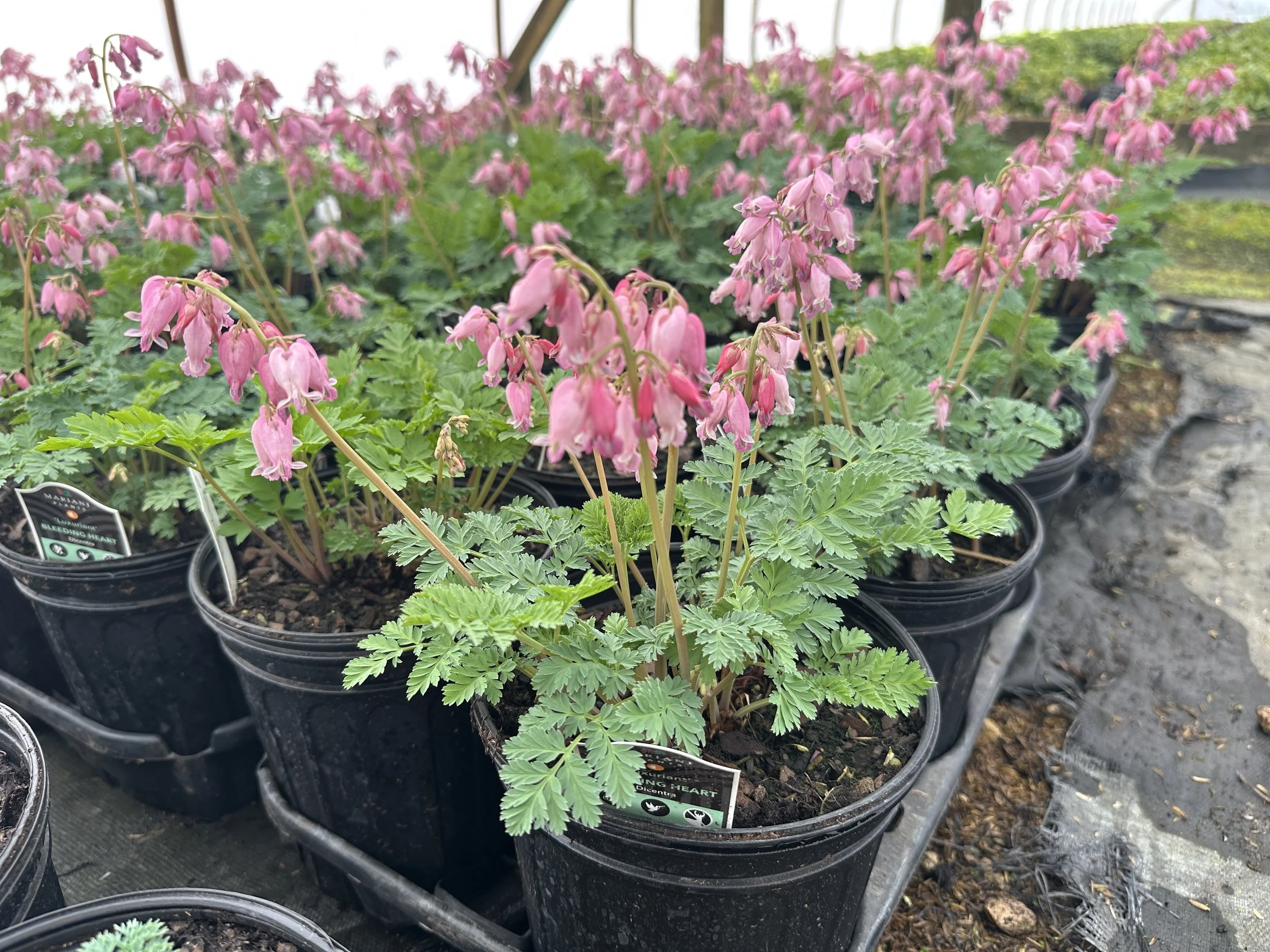 Dicentra 'Luxuriant'
