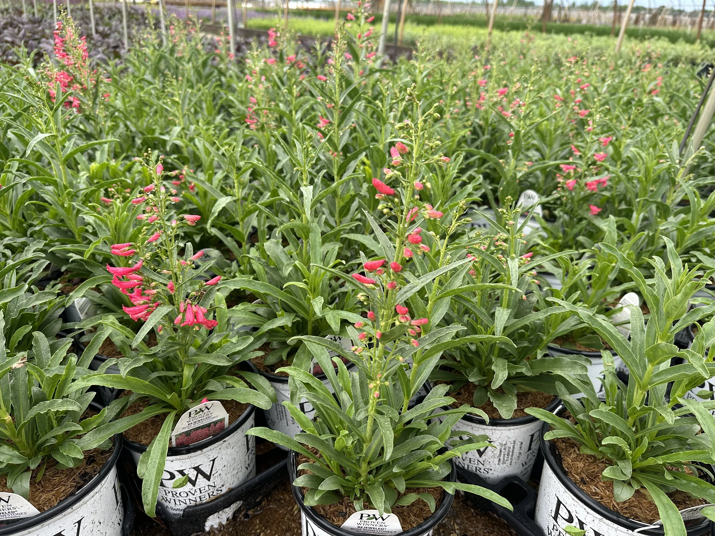 Penstemon Rose Rhinestones.JPG