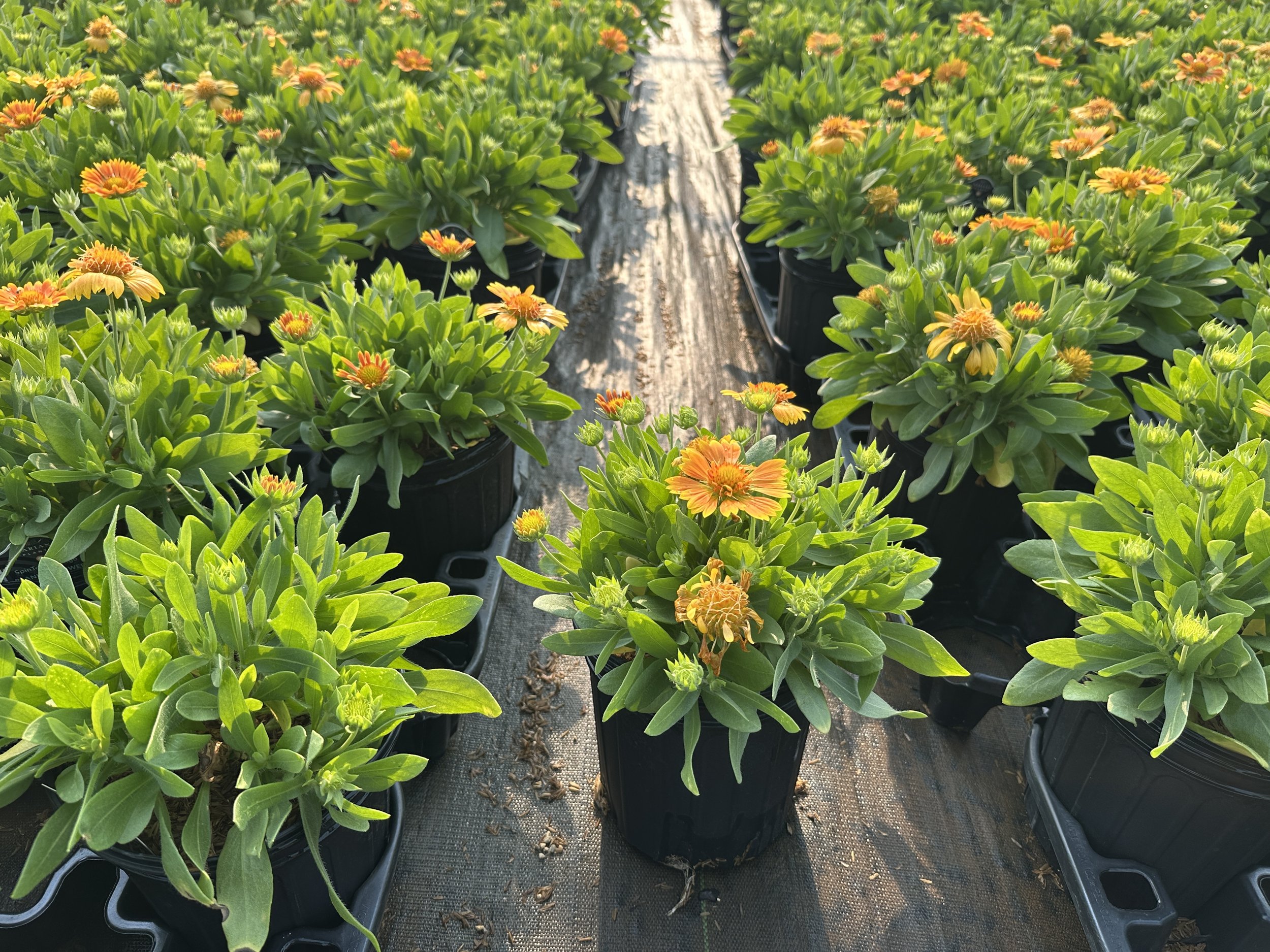 Gaillardia aristata Spintop® Mango PP35273