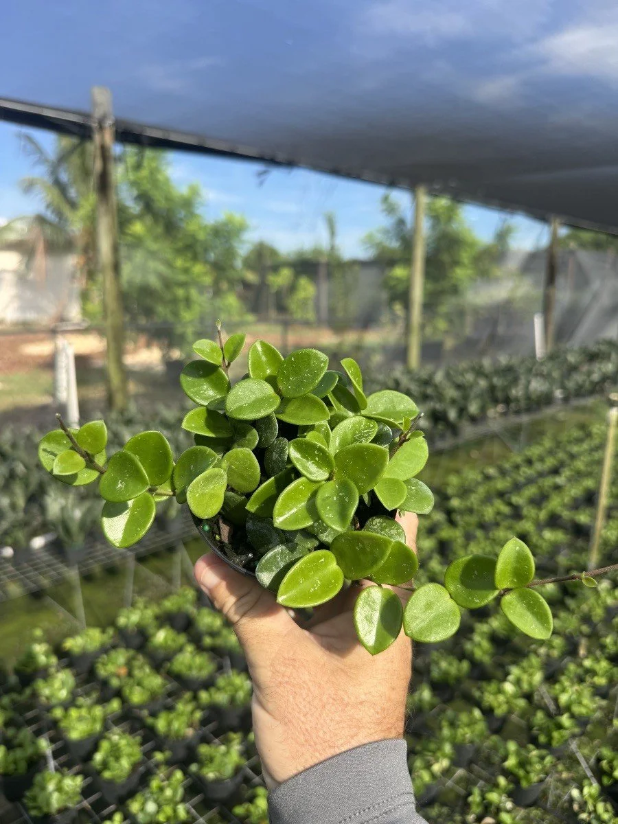 4IN Hoya Mathilde Splash.jpg
