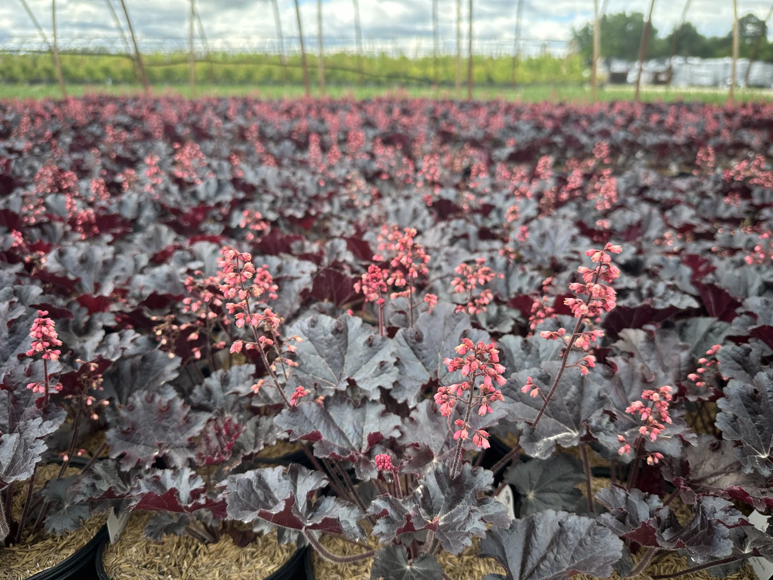 Heuchera Timeless Night.JPG