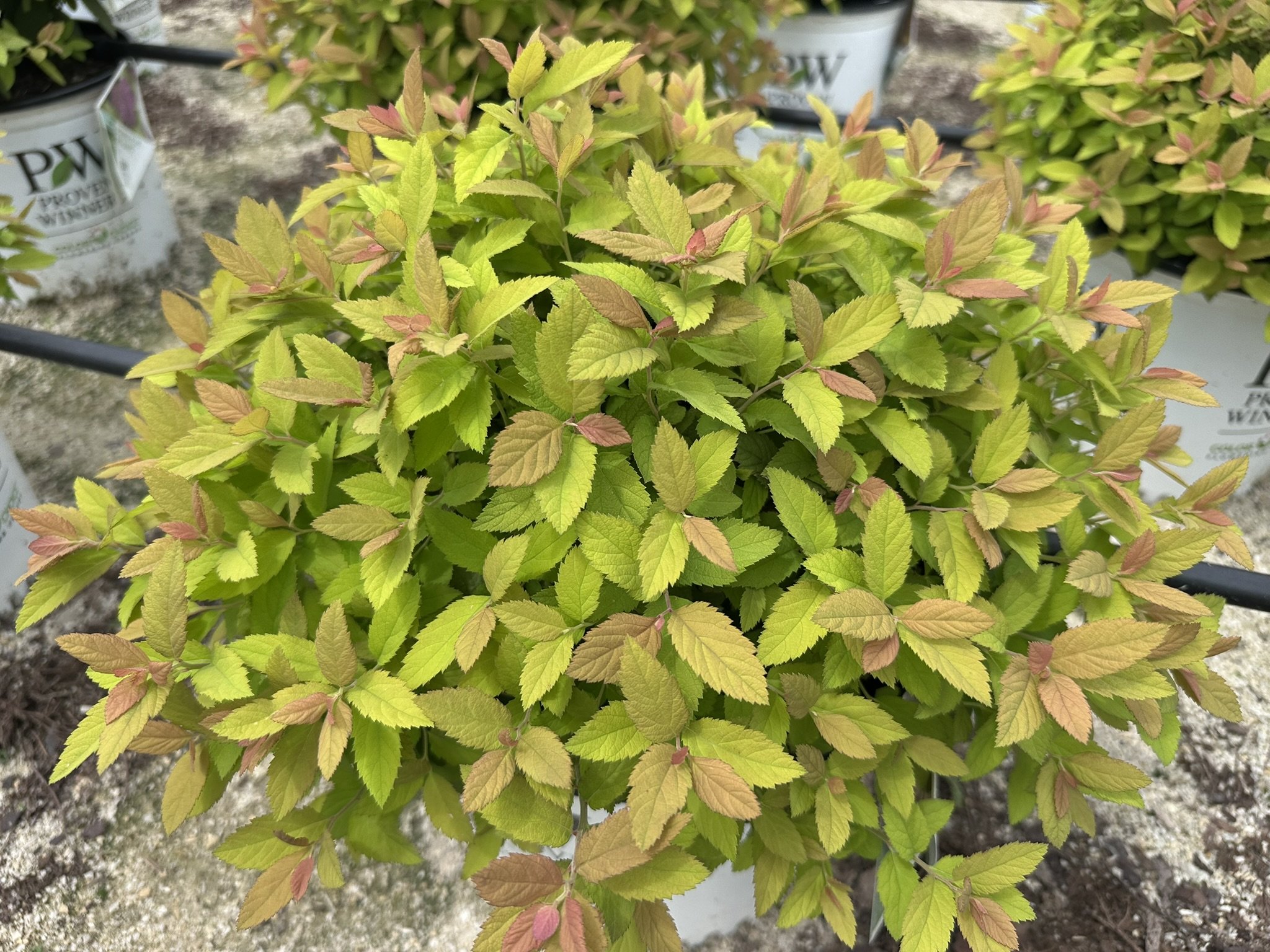 Spiraea japonica Double Play® Big Bang 'Tracy' PP21588
