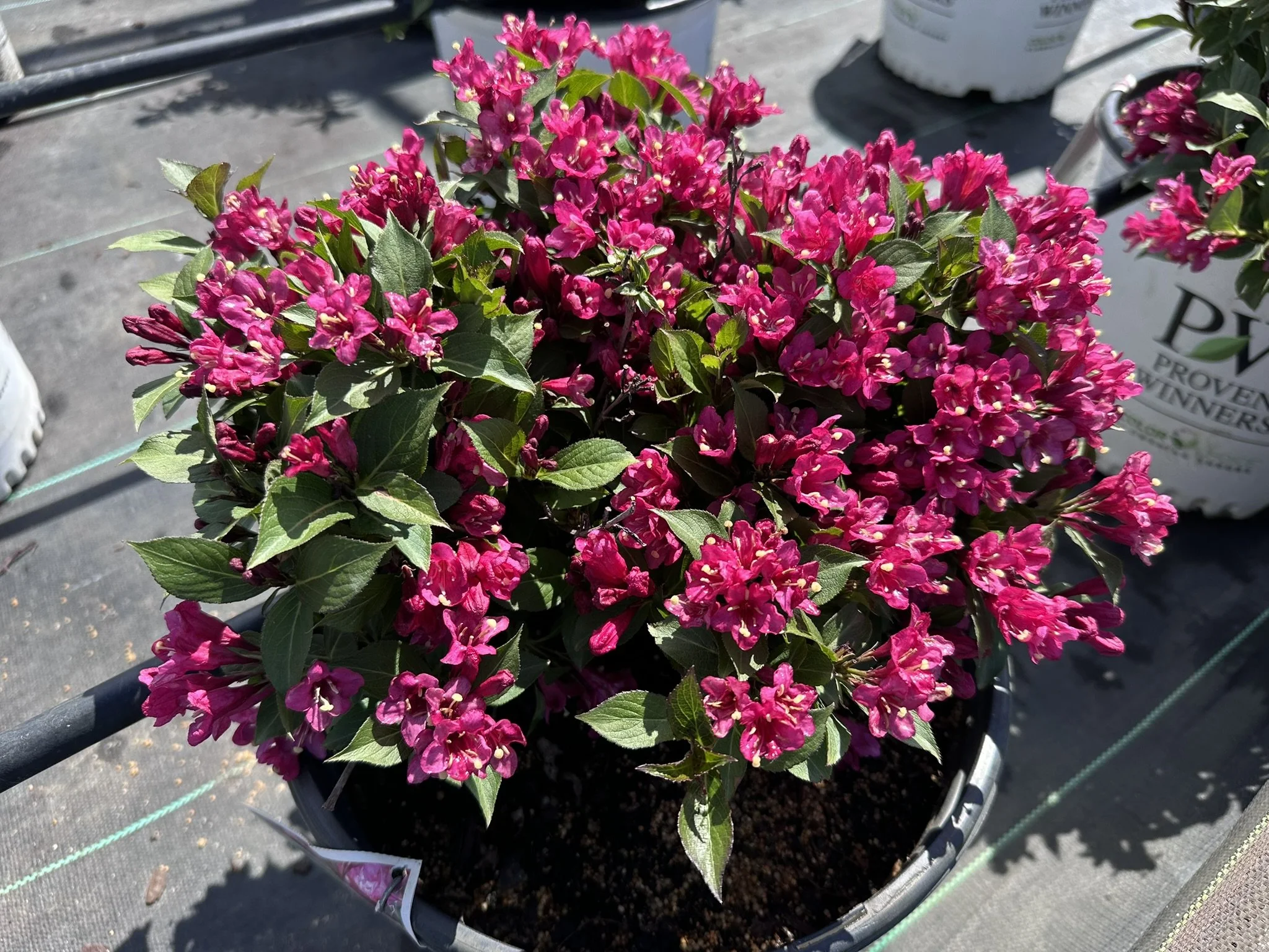 Weigela florida Sonic Bloom® Punch 'SMNW9RB' PP35915