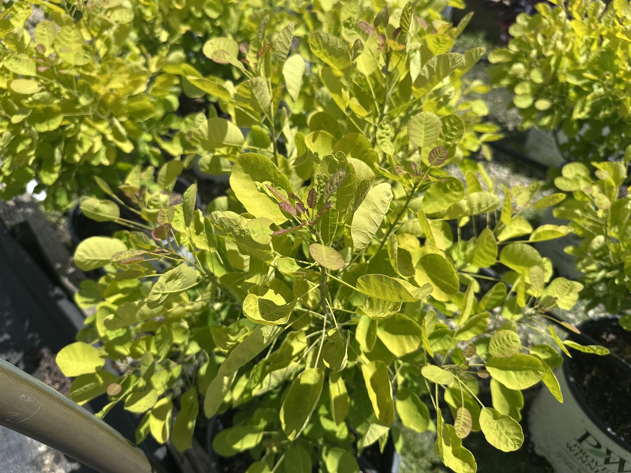Cotinus coggygria Winecraft Gold® 'MINCOJAU3' PP30327