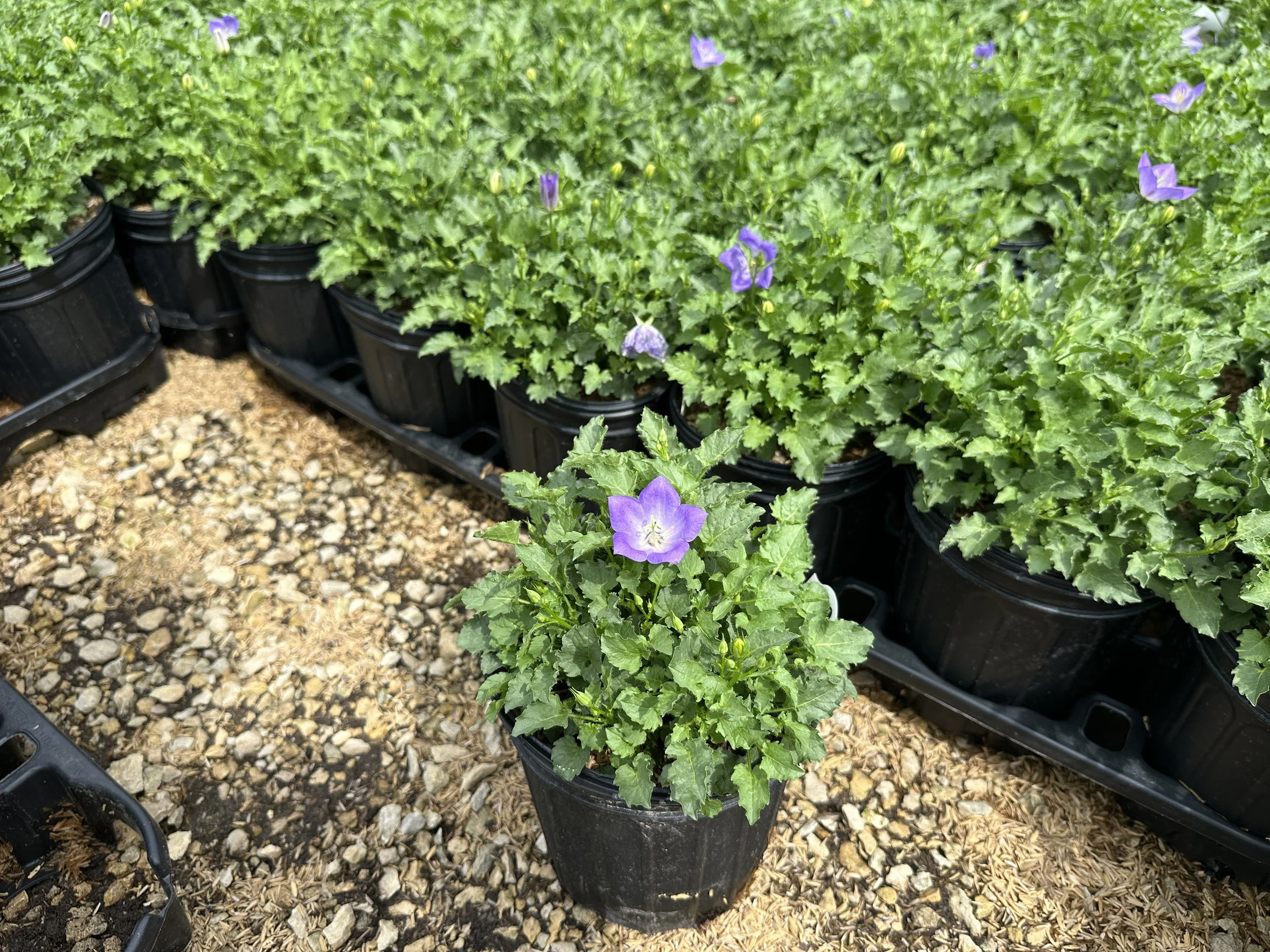 Campanula carpatica 'Rapido Blue'