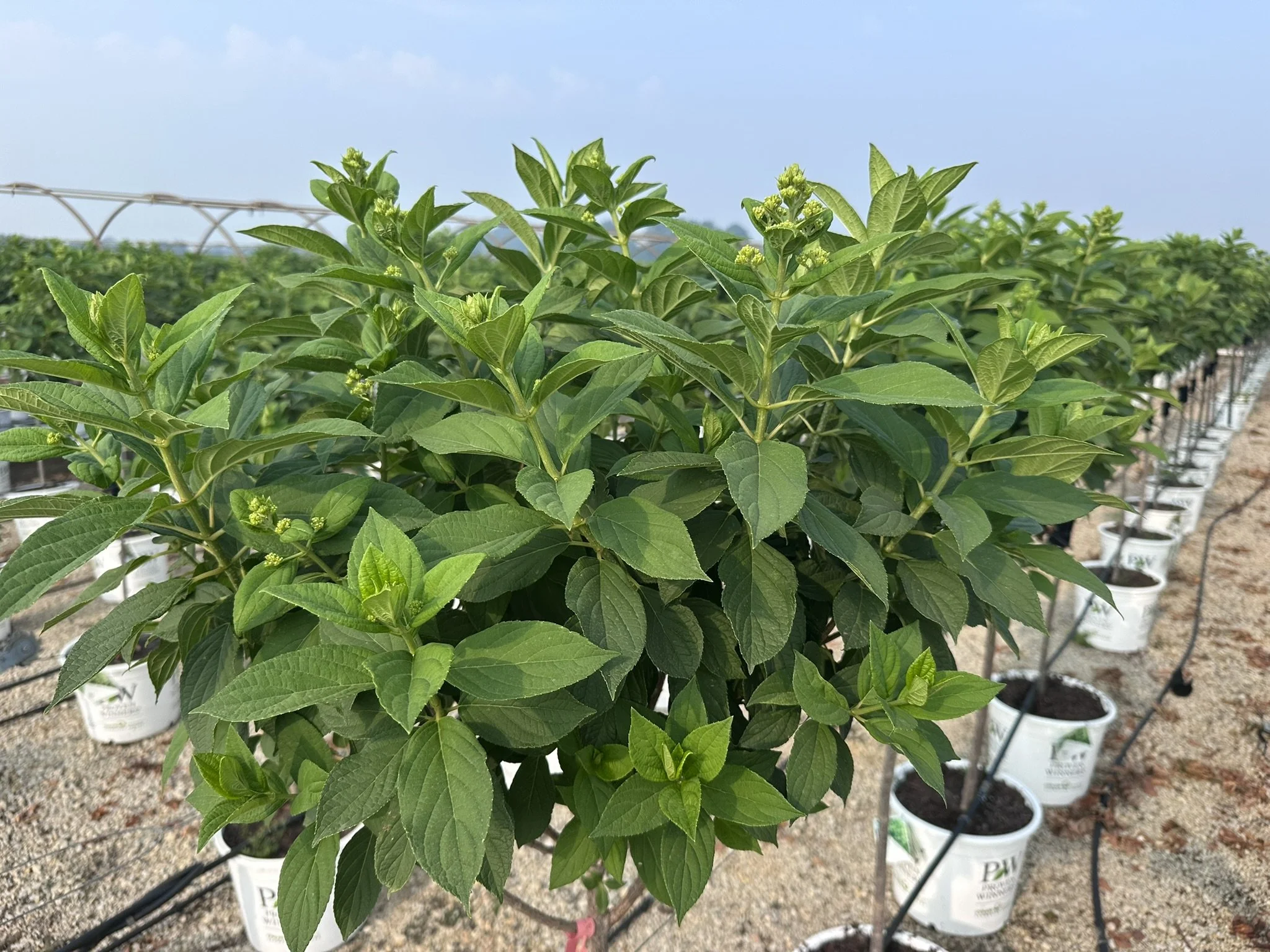 Hydrangea pan. 'Limelight' (Tree Form) PP12874